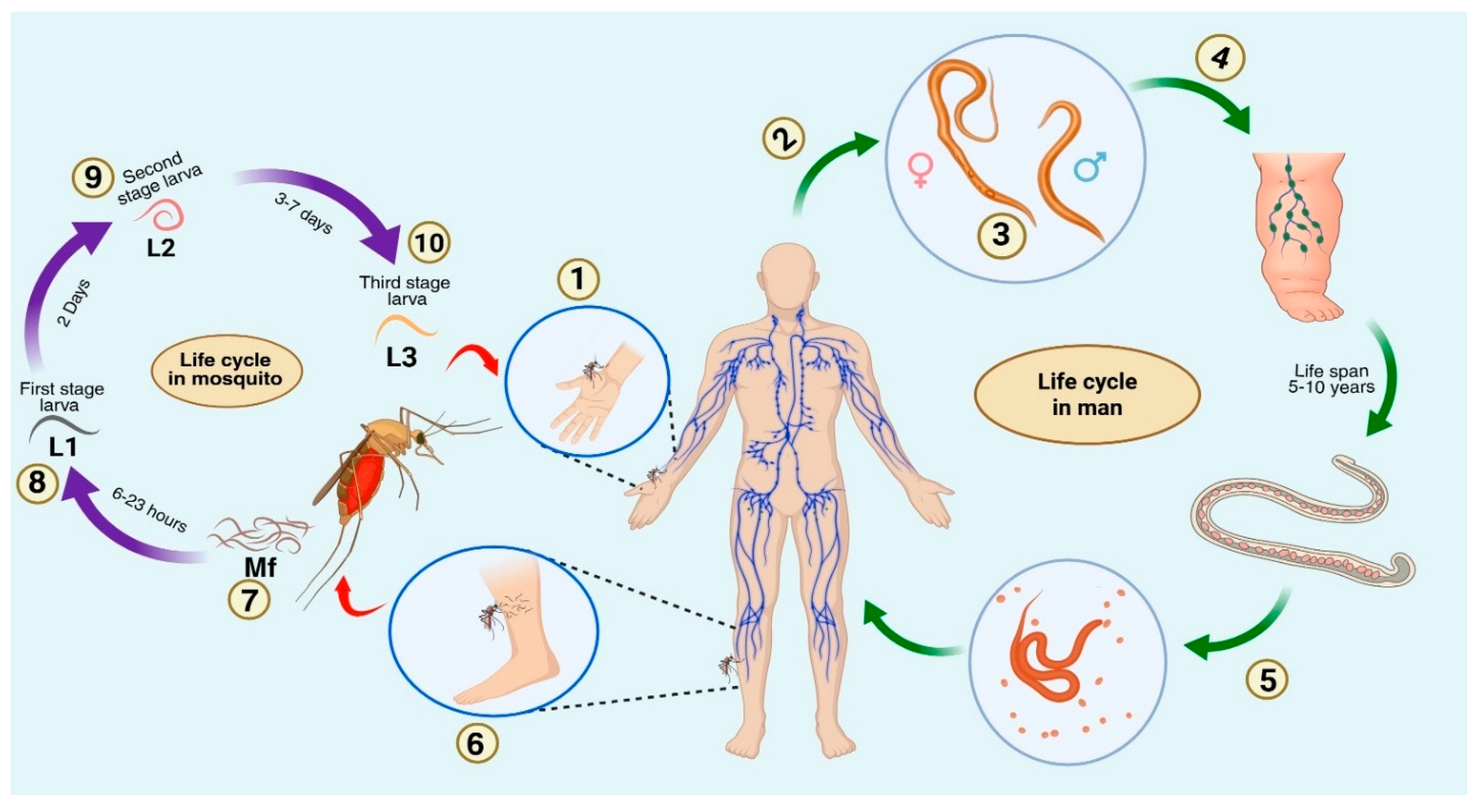 Immuno 05 00057 g001 Immuno 05 00057 g001