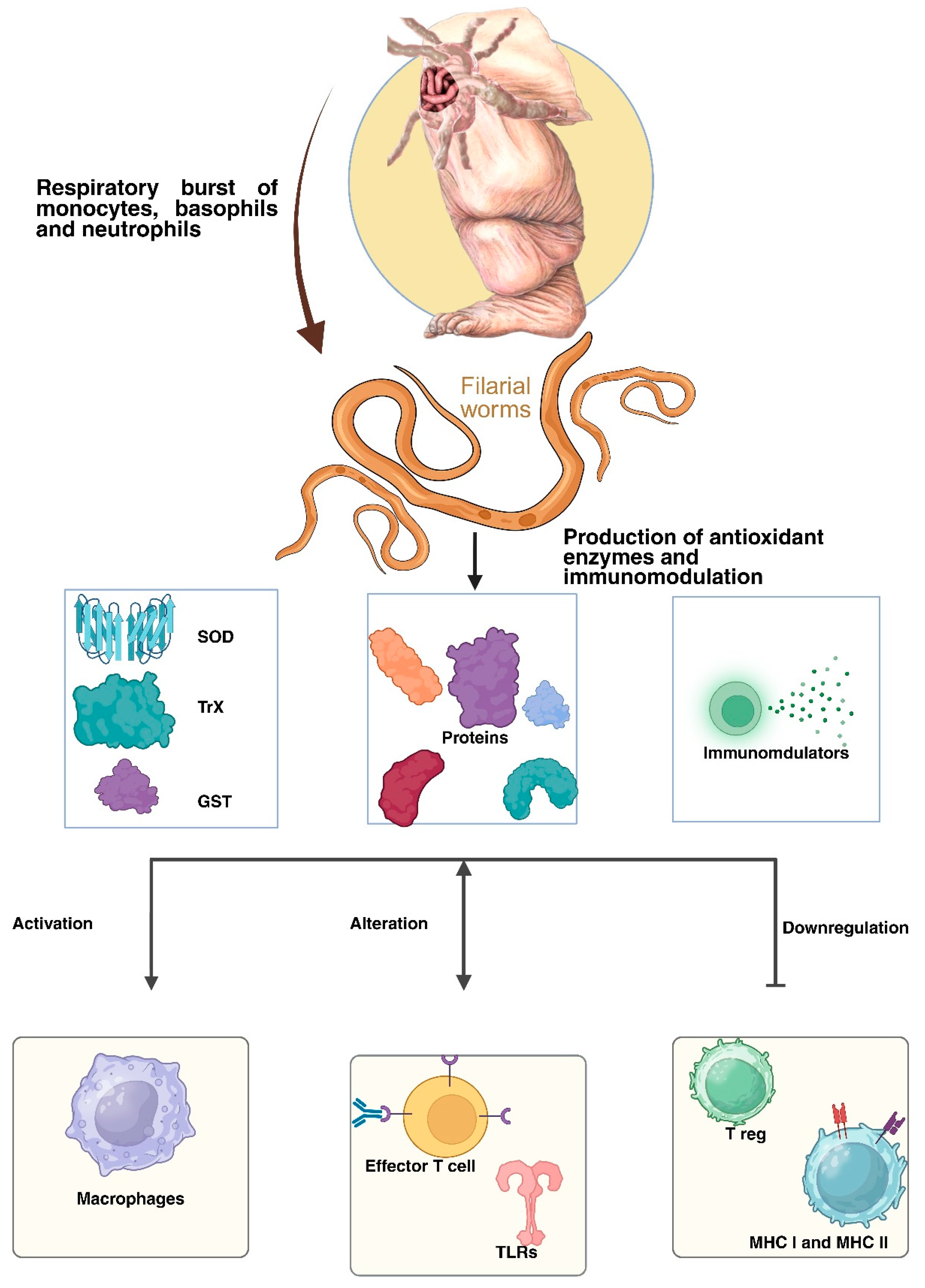 Immuno 05 00057 g002 Immuno 05 00057 g002