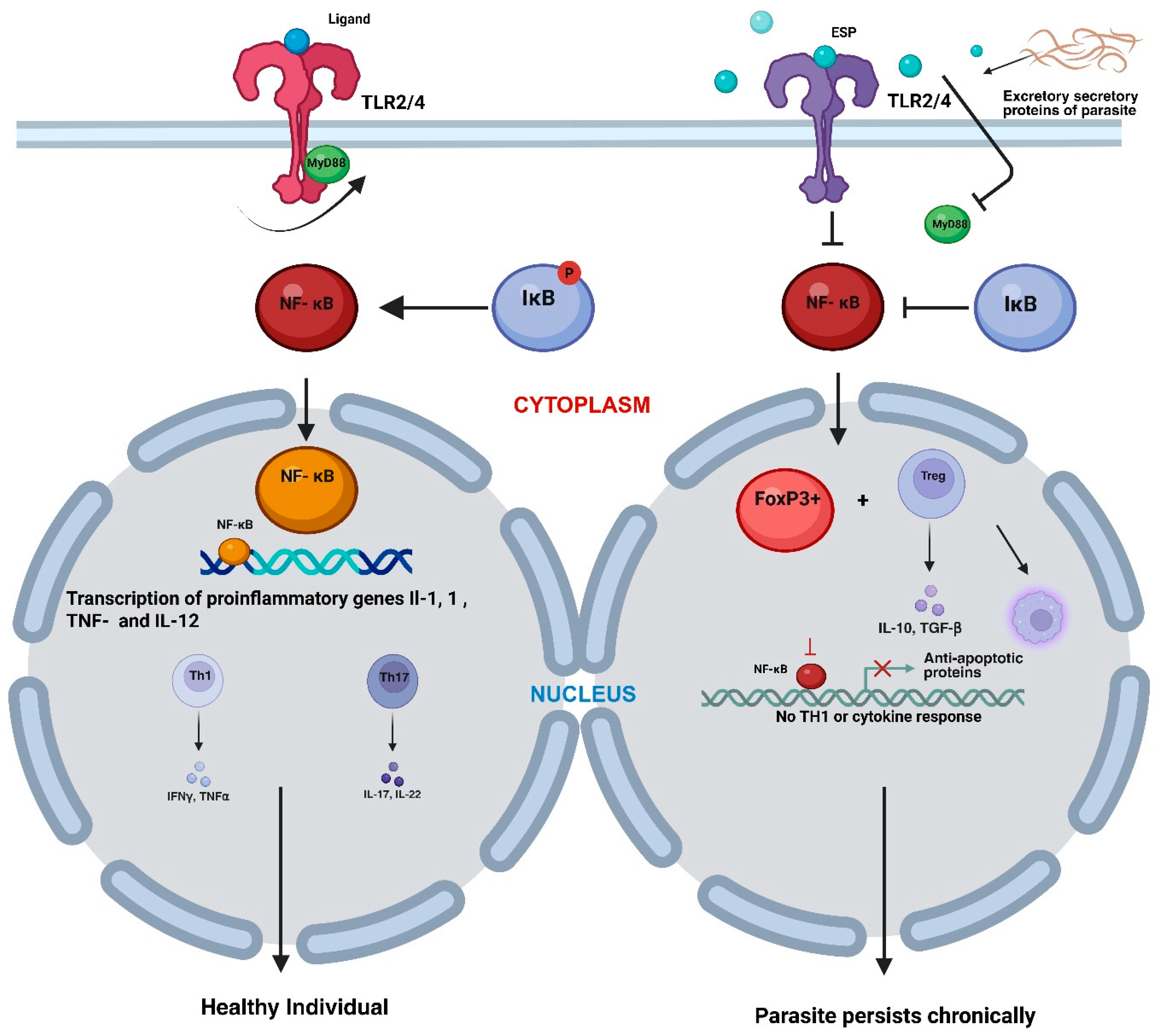 Immuno 05 00057 g003 Immuno 05 00057 g003