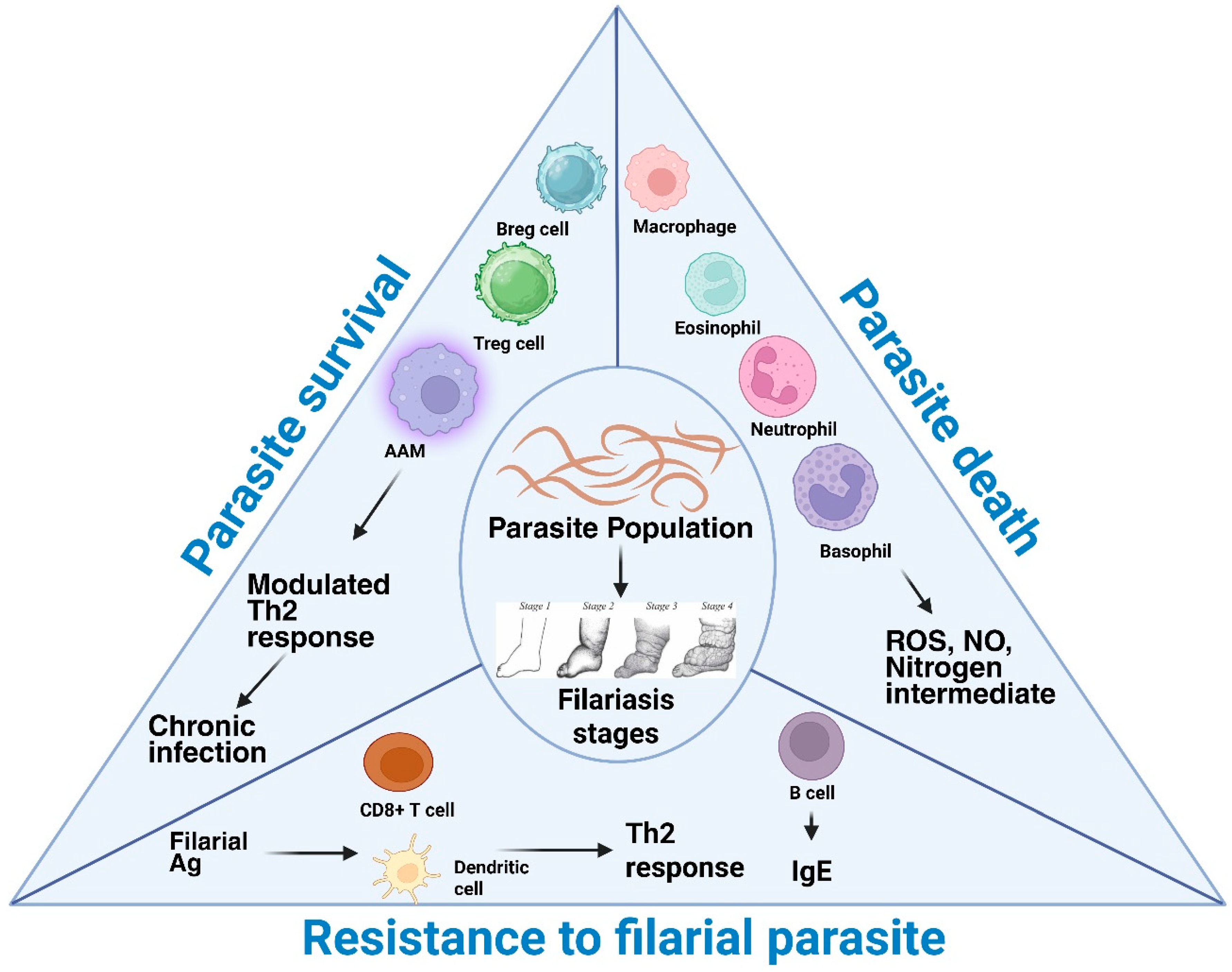 Immuno 05 00057 g004 Immuno 05 00057 g004