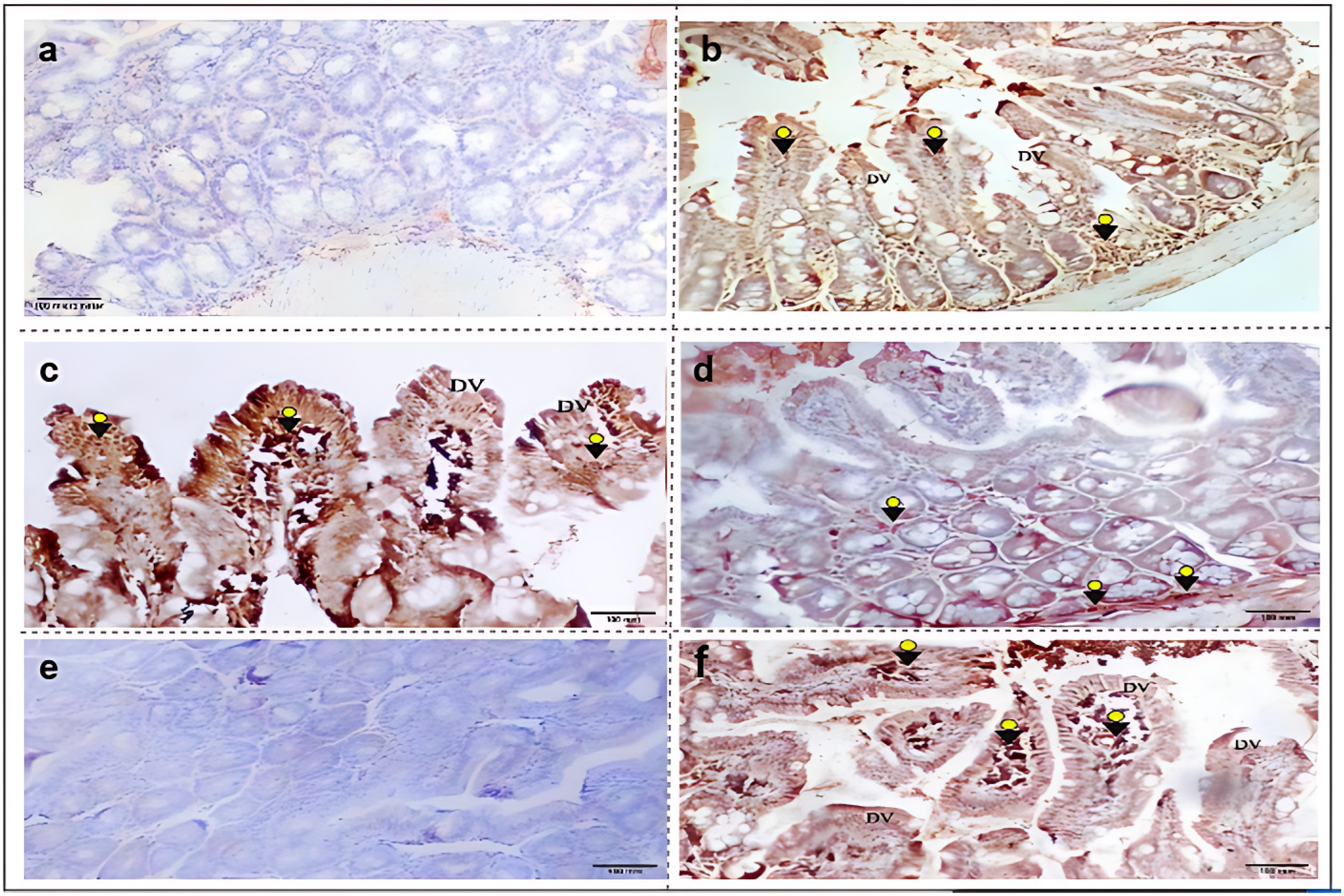 Immuno 05 00059 g003