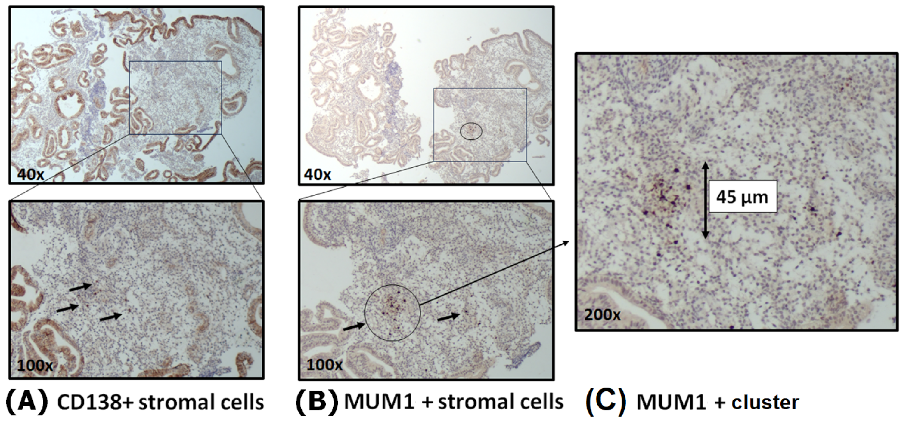 Immuno 06 00003 g004