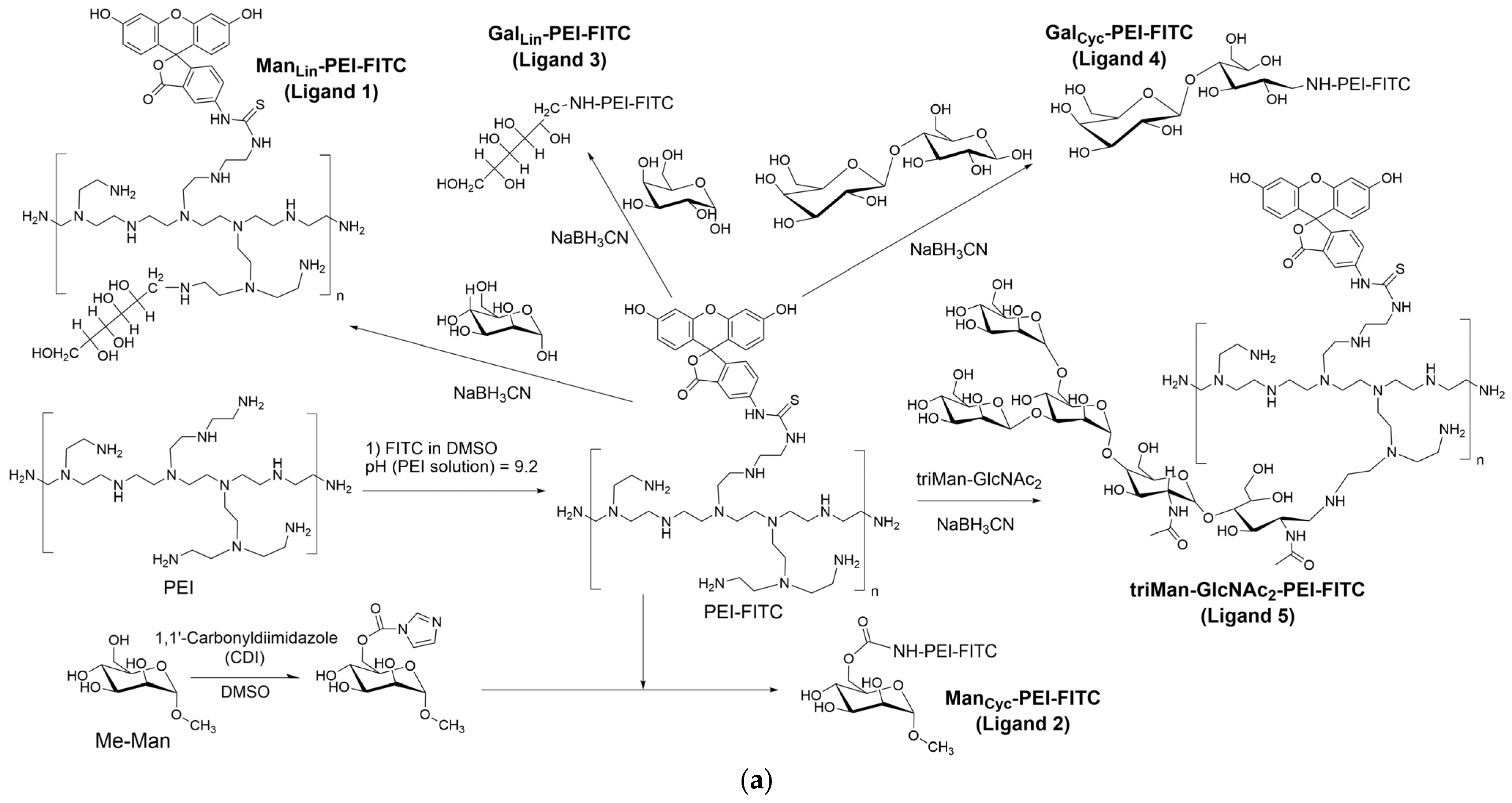 Immuno 06 00009 g001a