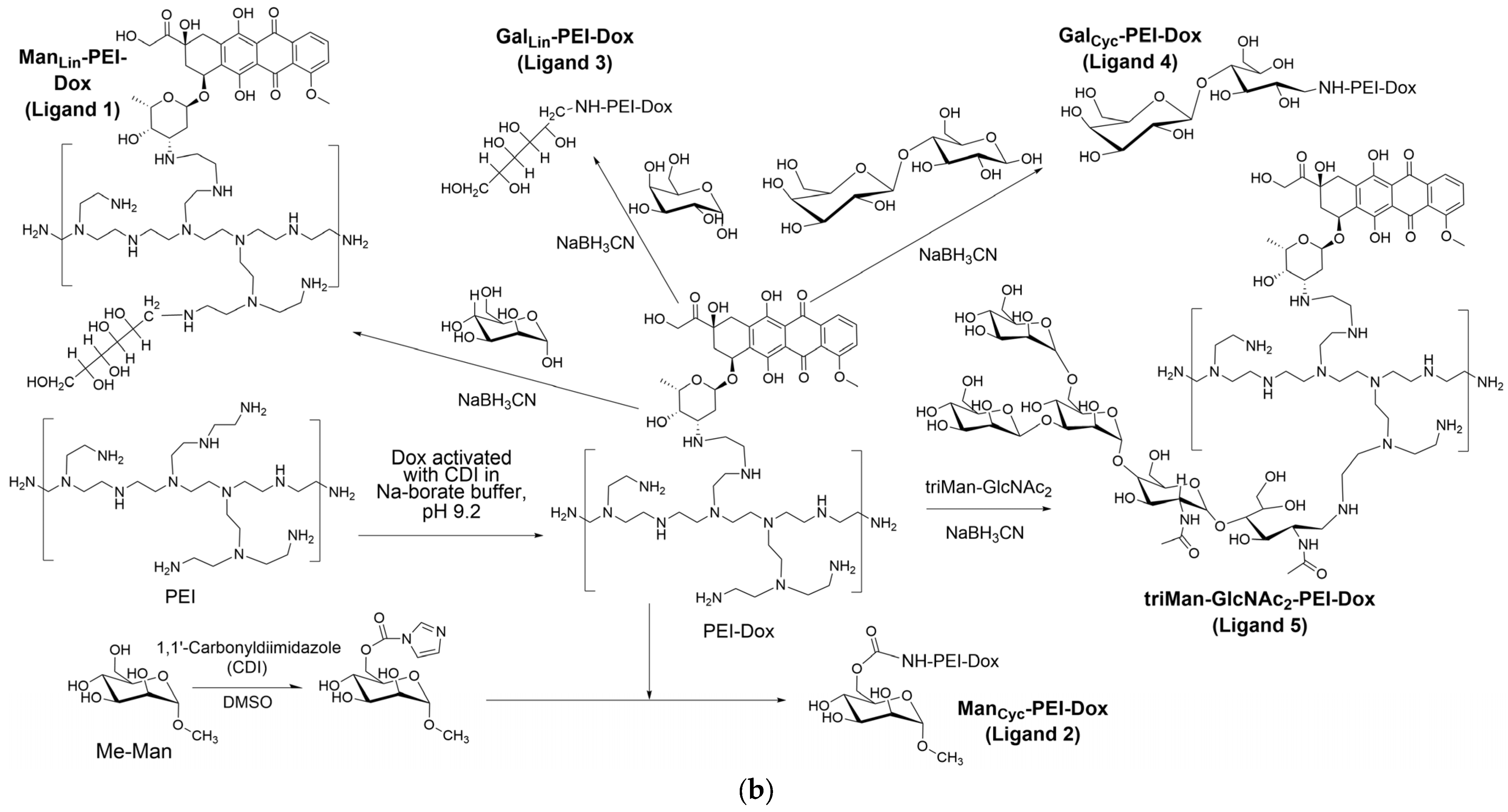 Immuno 06 00009 g001b