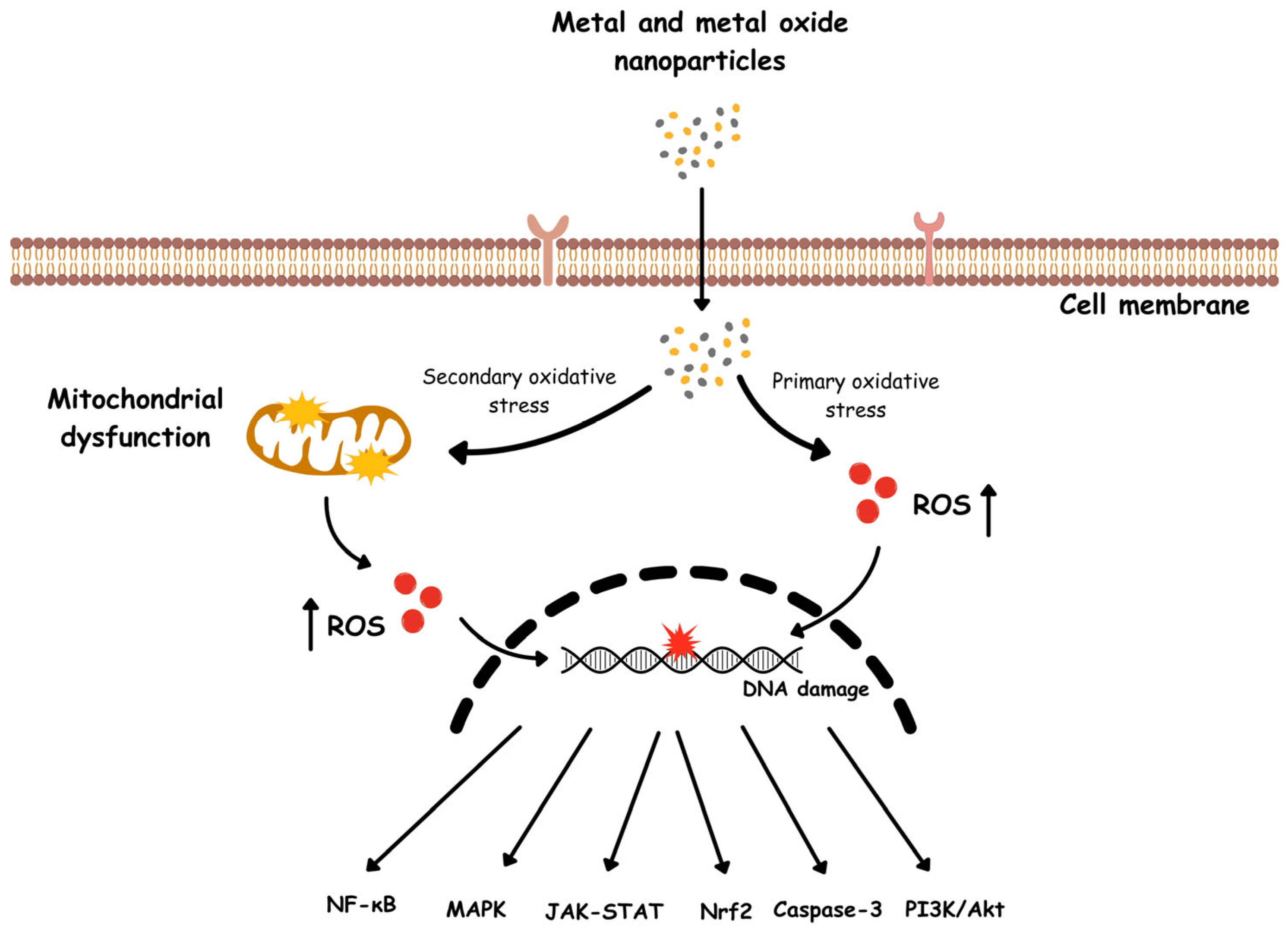 Immuno 06 00020 g003