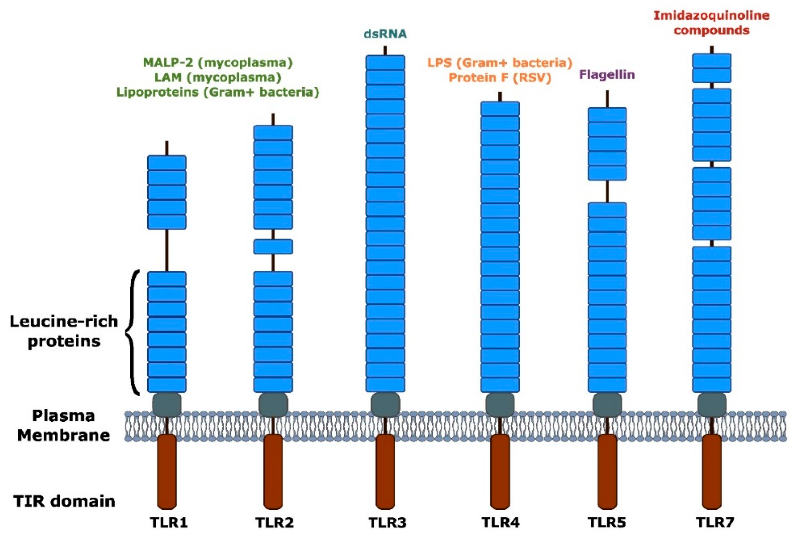 Immuno 06 00027 g004