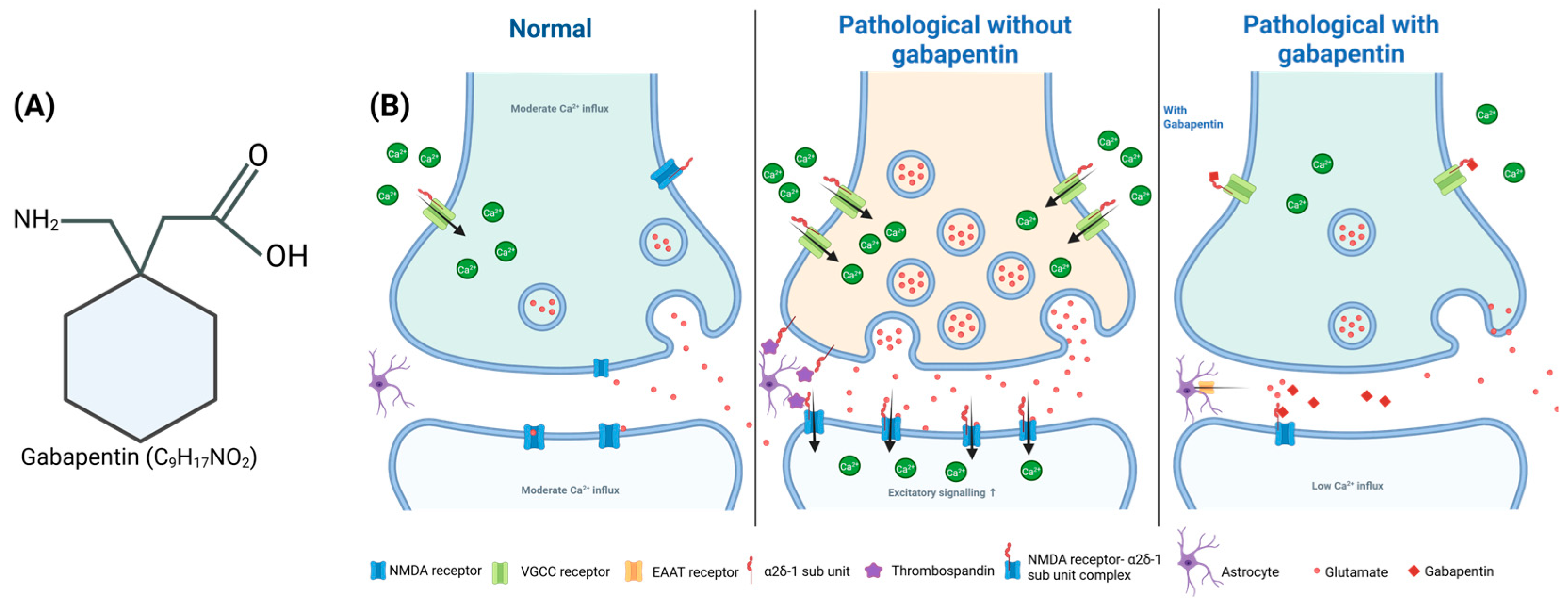 Immunomodulatory and Anti-Inflammatory Effects of Gabapentin: A