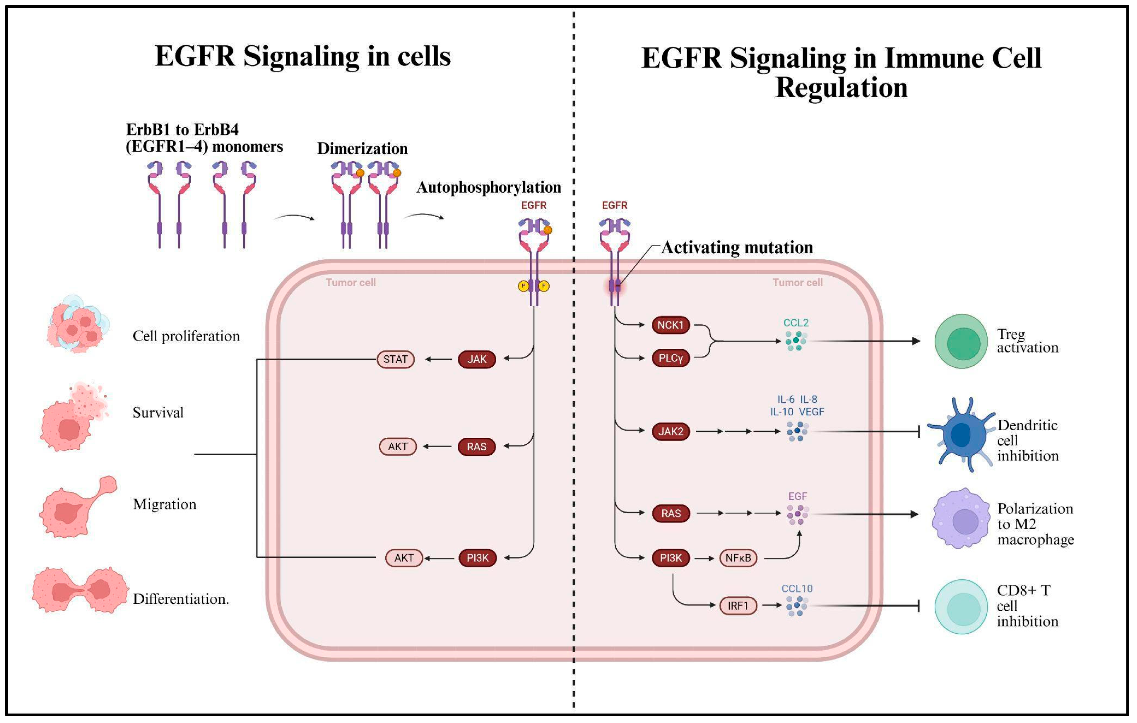 Immuno 06 00036 g006 Immuno 06 00036 g006