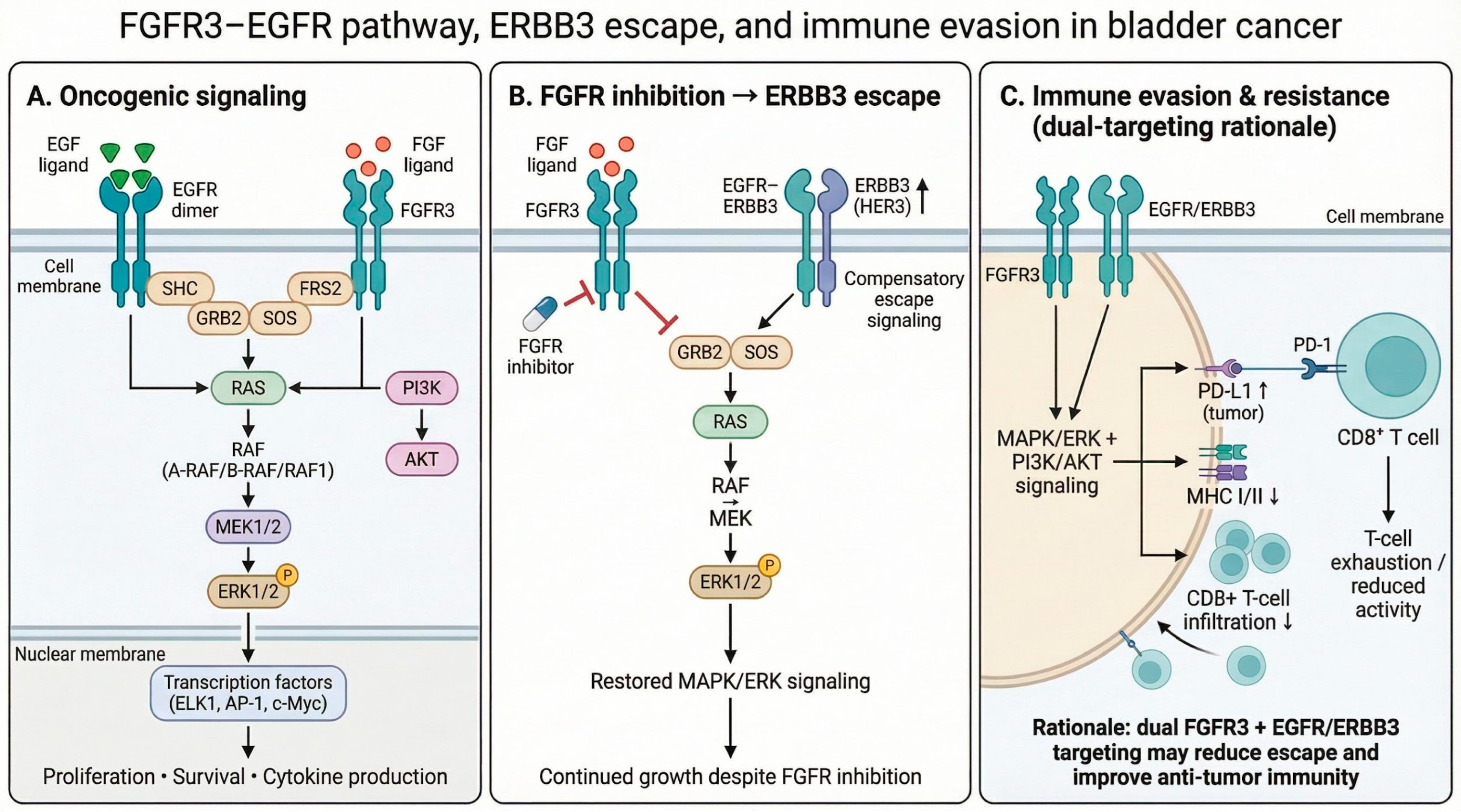 Immuno 06 00036 g007 Immuno 06 00036 g007