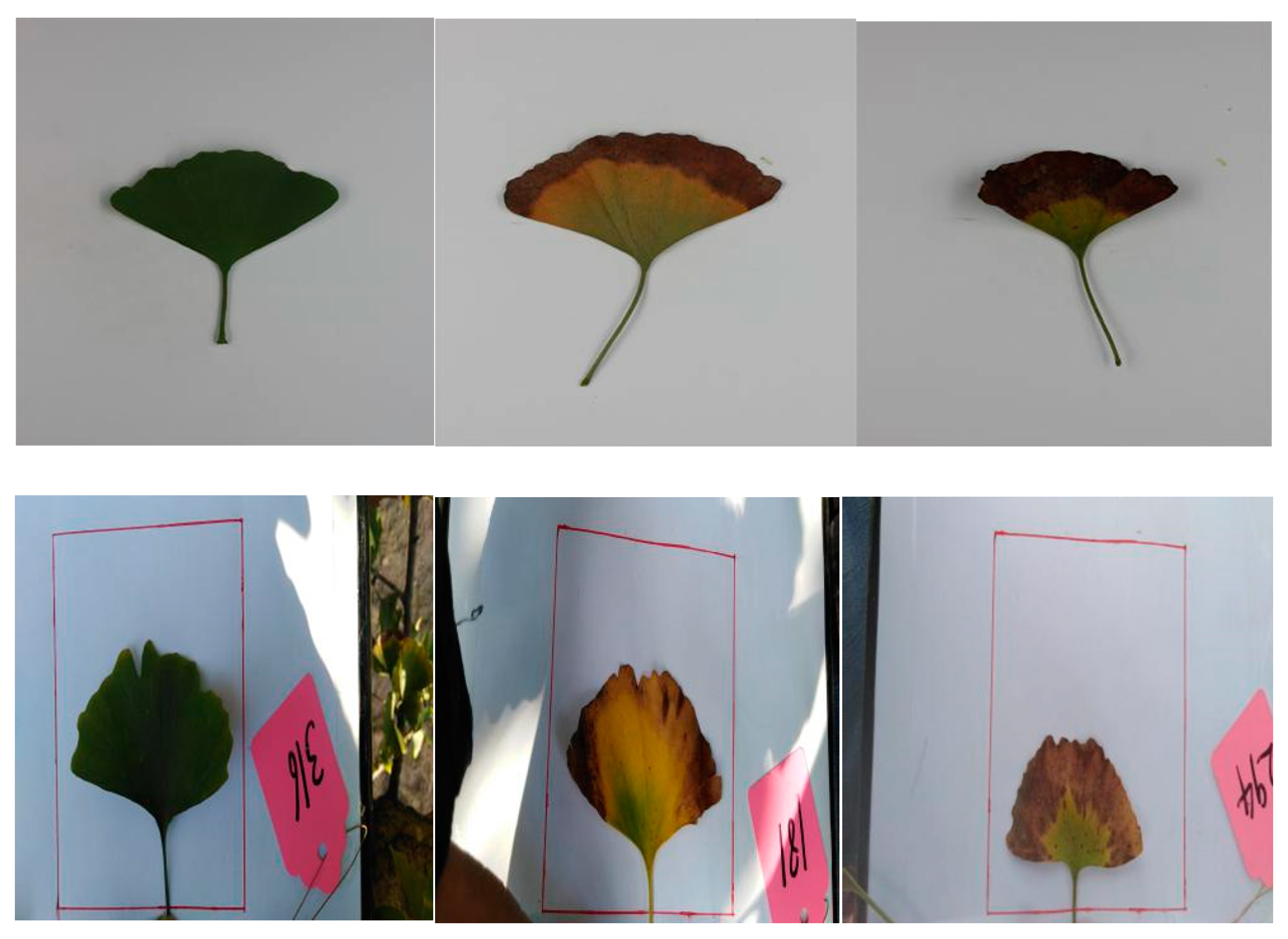 Information 11 00095 g002 Information 11 00095 g002