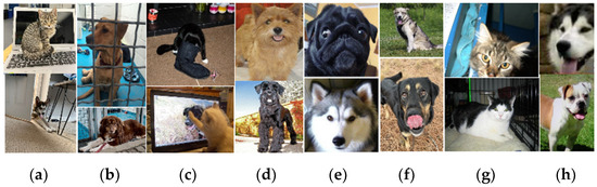Deep Learning Pet Identification Using Face and Body