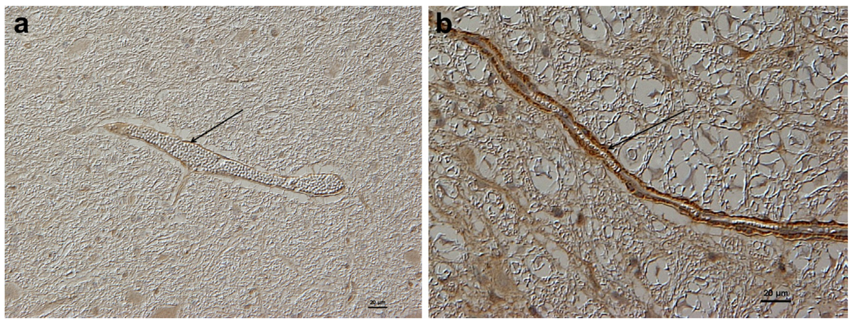 Inorganics 07 00108 g003