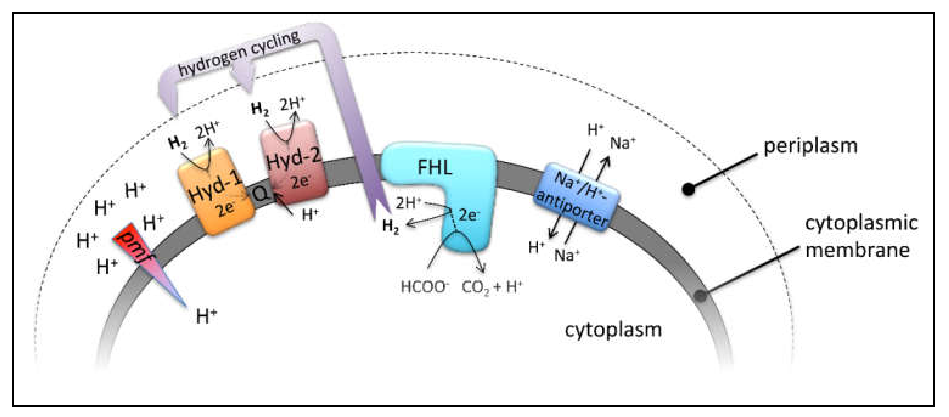 Inorganics 08 00038 g001