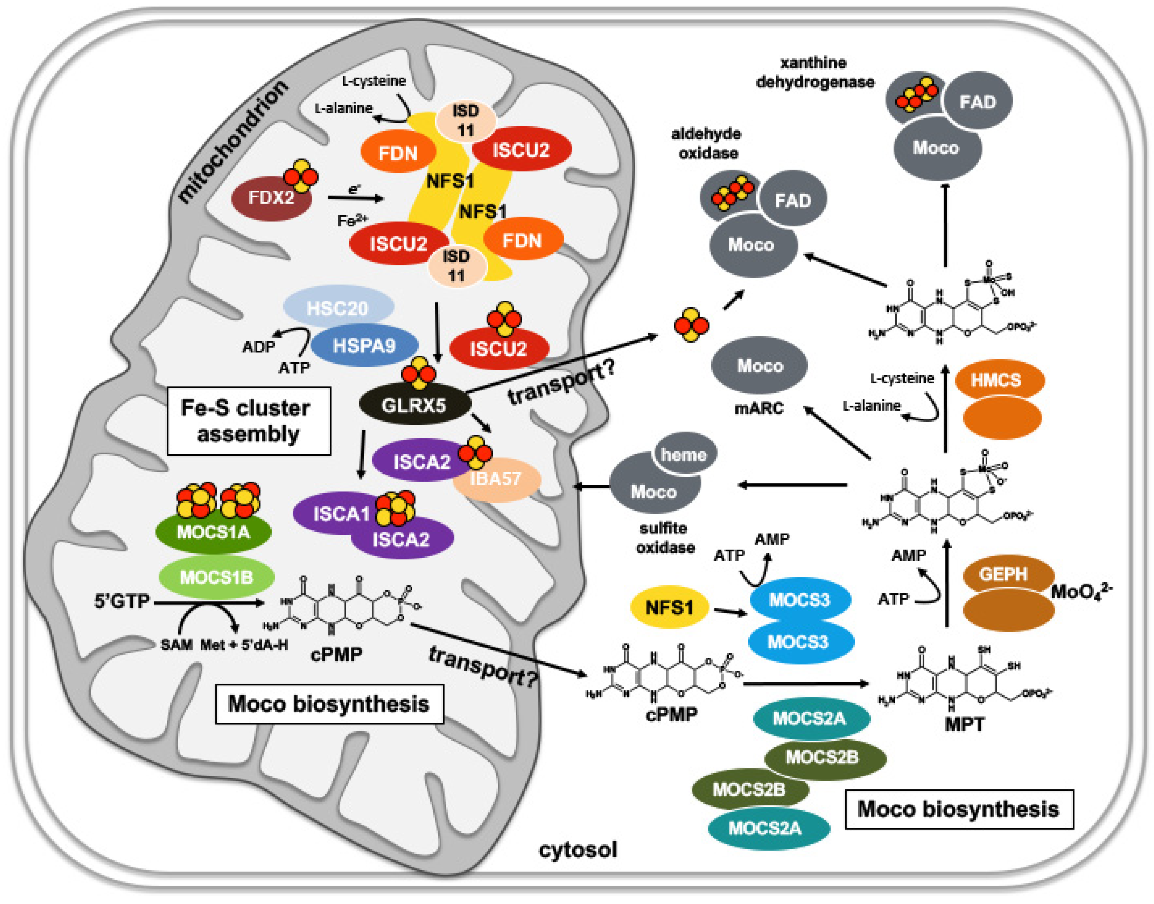 Inorganics 08 00043 g008