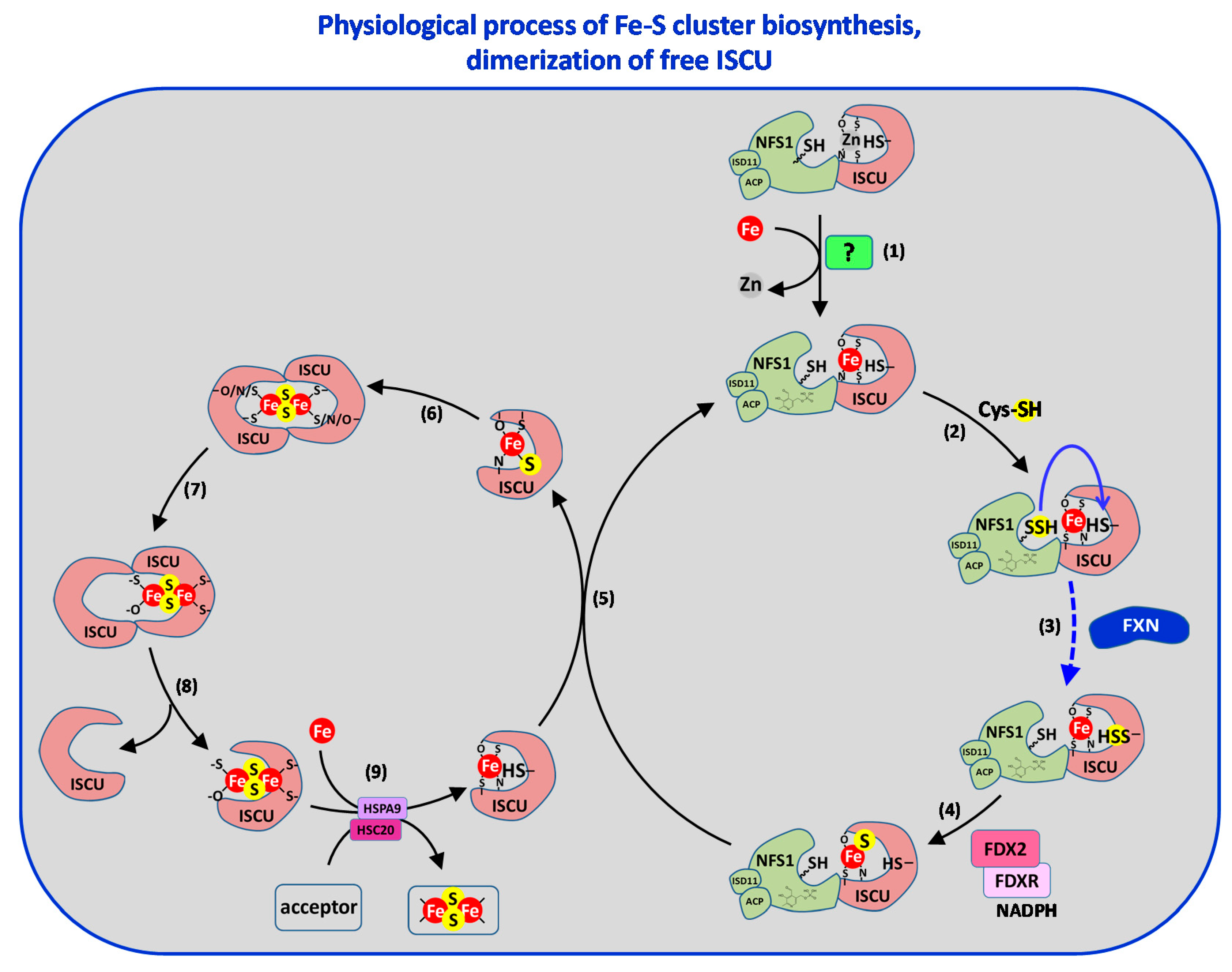 Inorganics 08 00055 g010