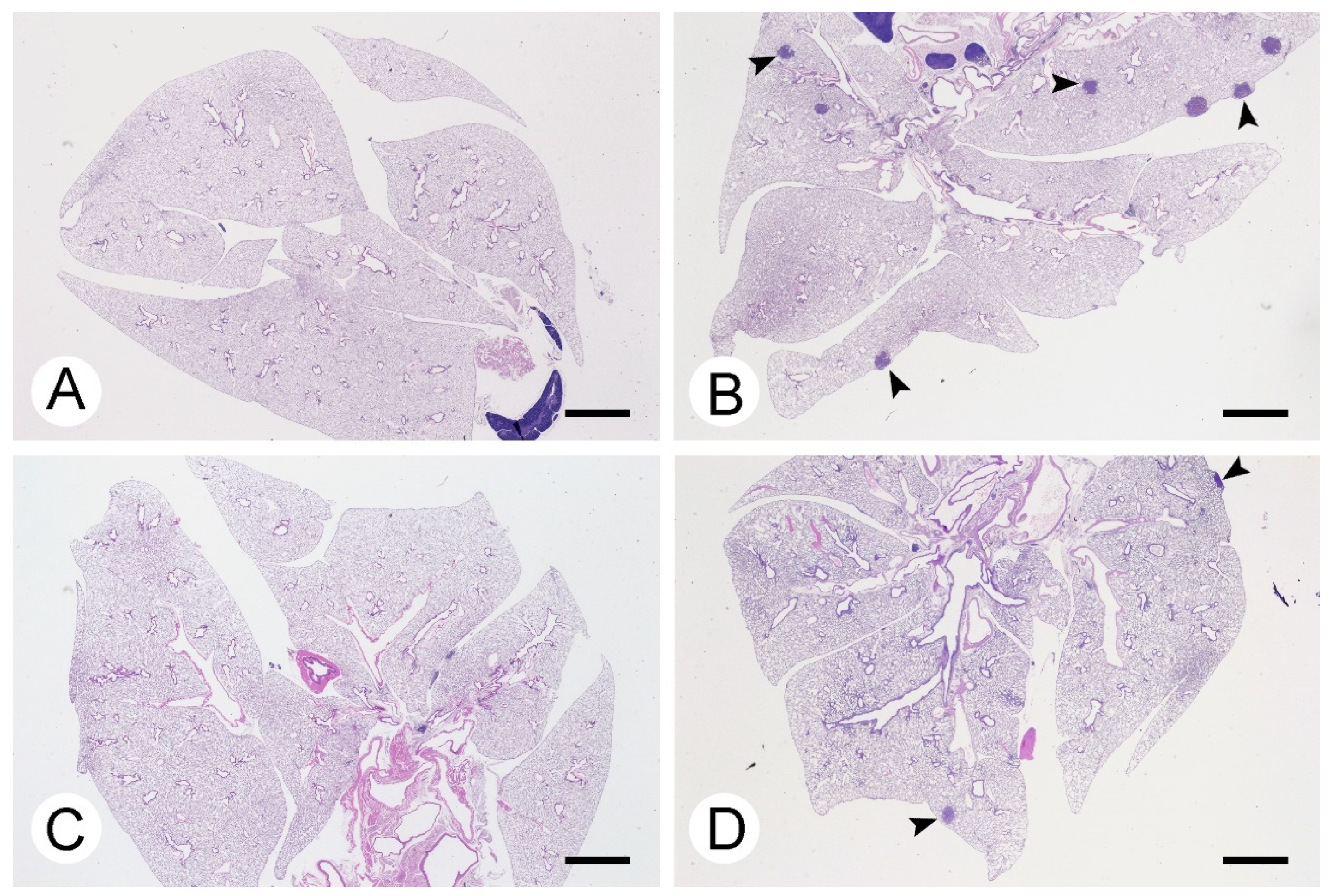 Inorganics 09 00078 g002 550