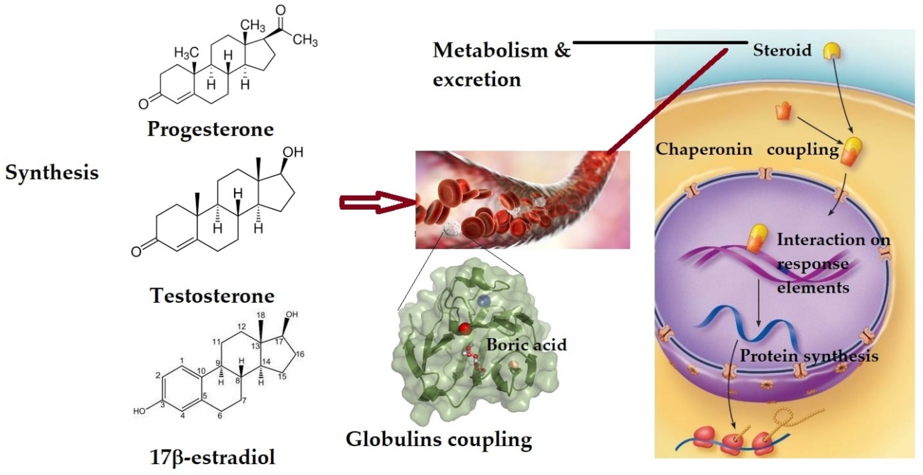 Is Low Estrogen Linked To Coq10 Deficiency? - li0f5li