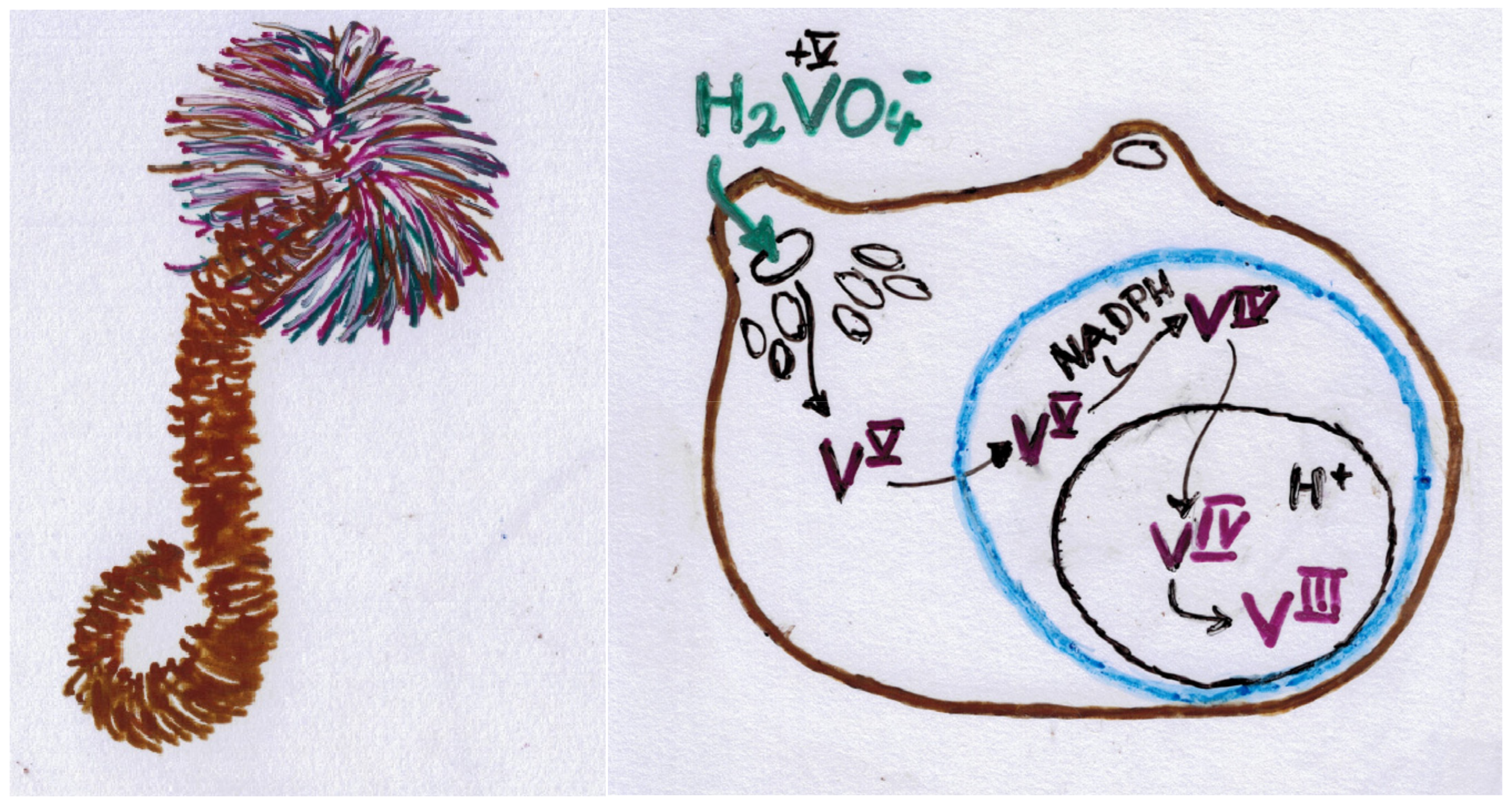 Inorganics 11 00256 g004 Inorganics 11 00256 g004