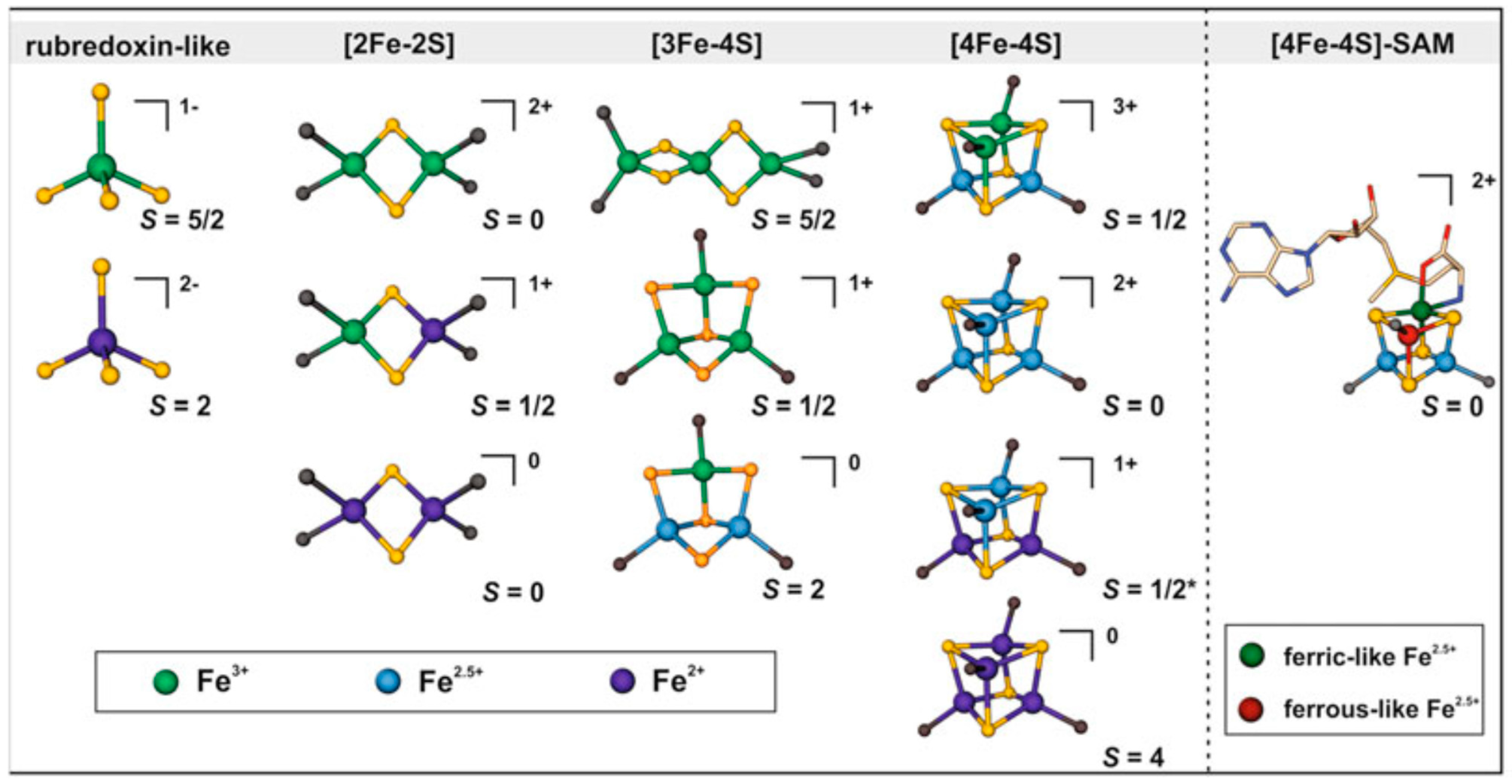 Investigating Iron-Sulfur Proteins in Infectious Diseases: A