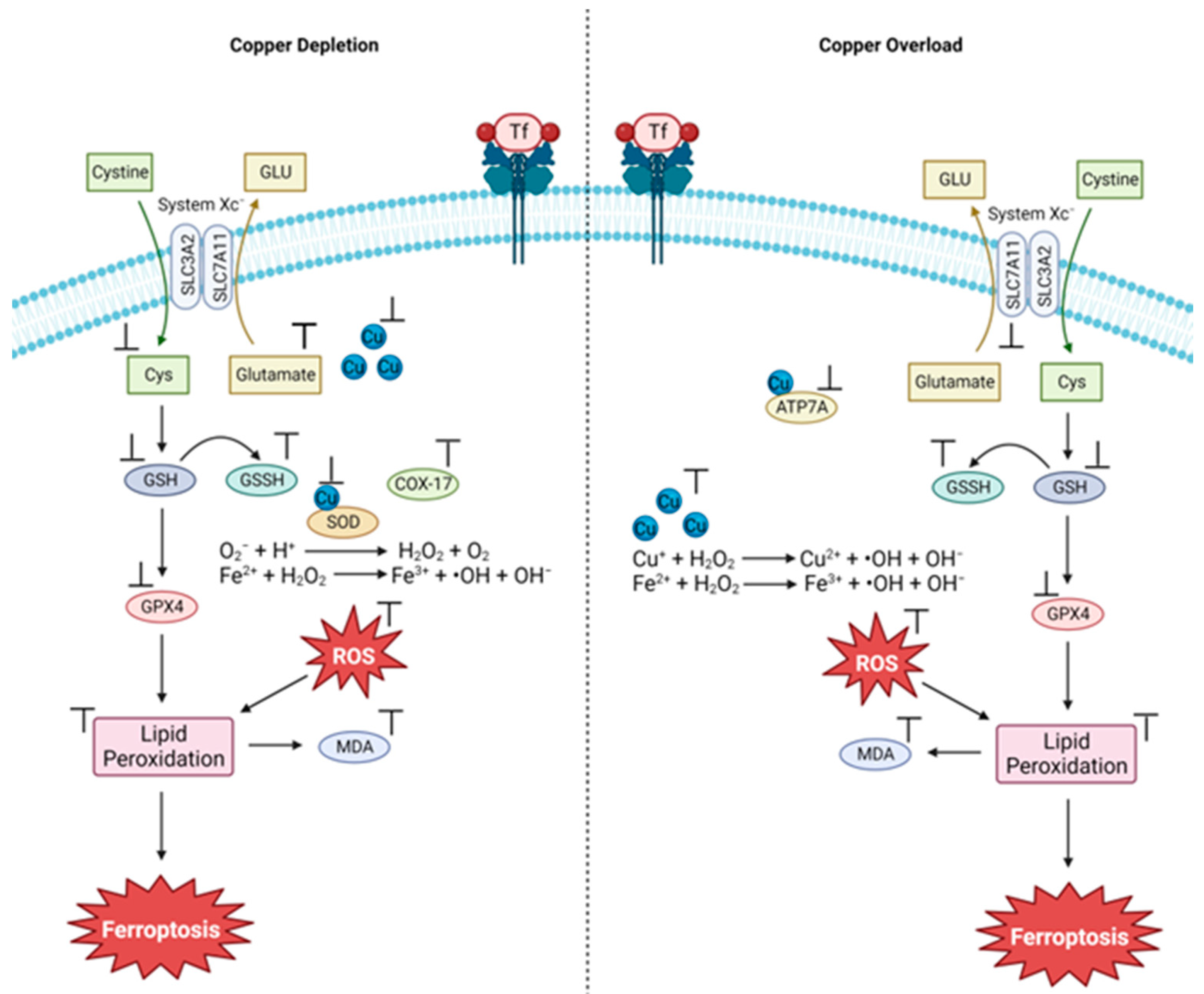 Inorganics 12 00026 g007