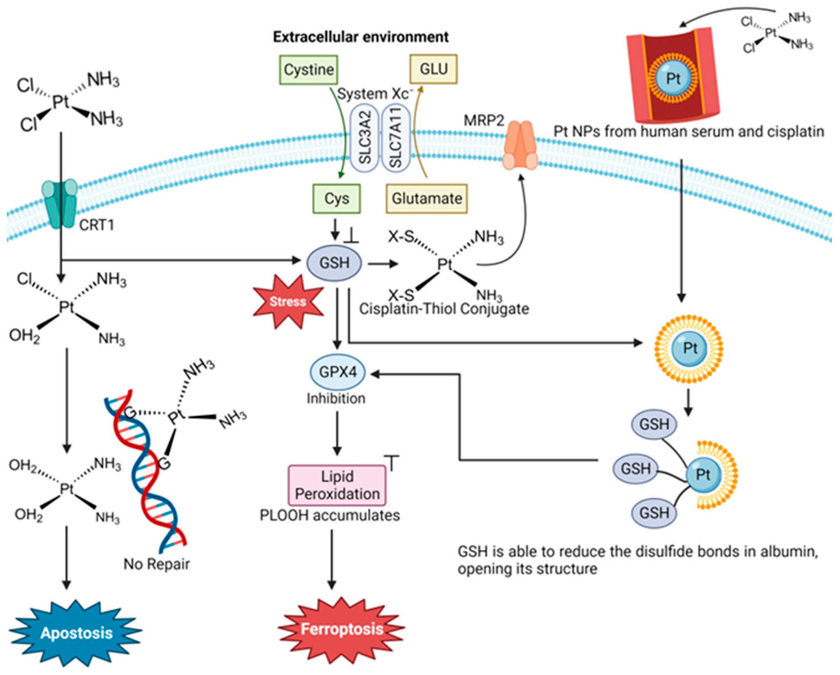 Inorganics 12 00026 g011