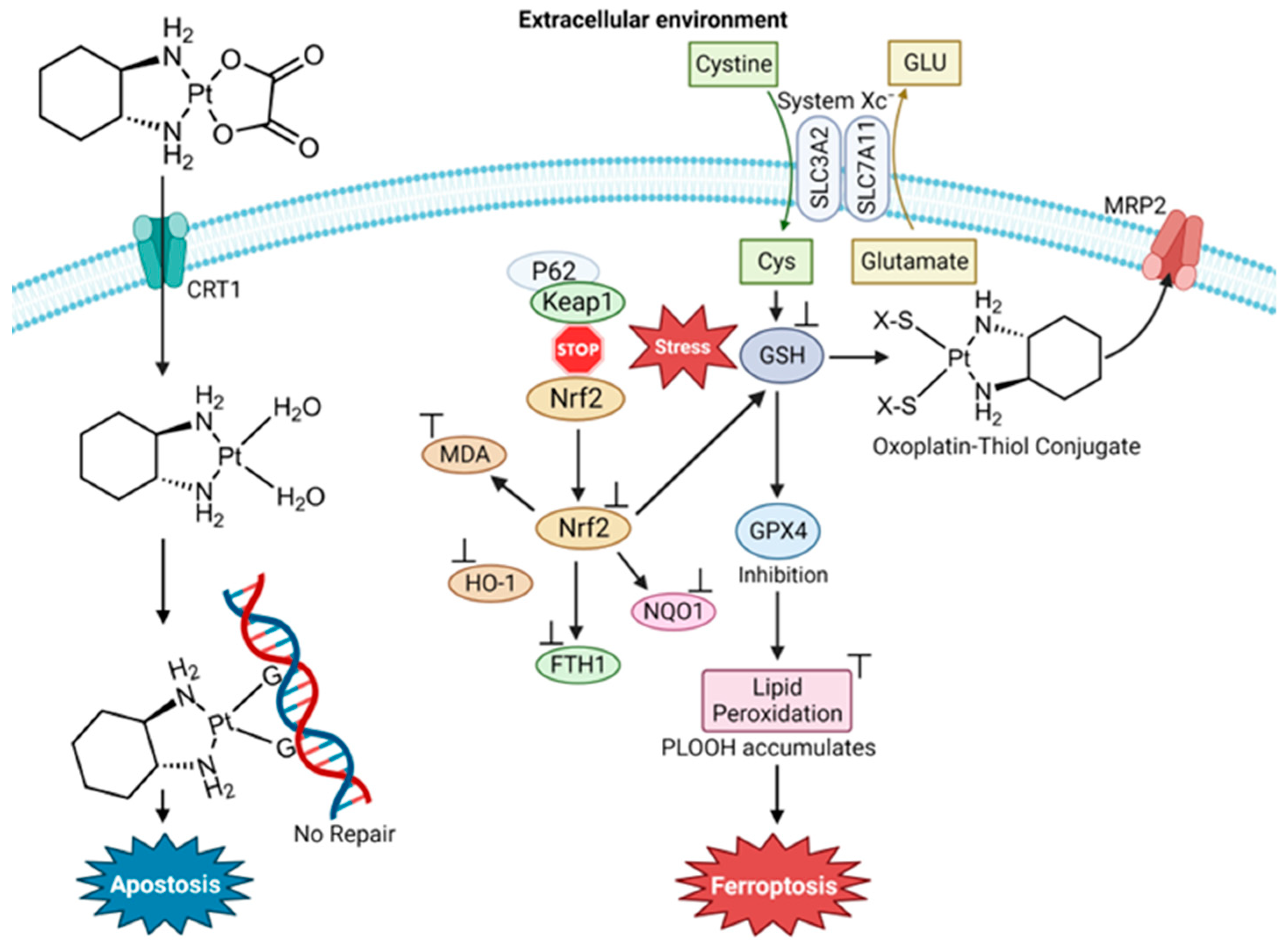 Inorganics 12 00026 g012