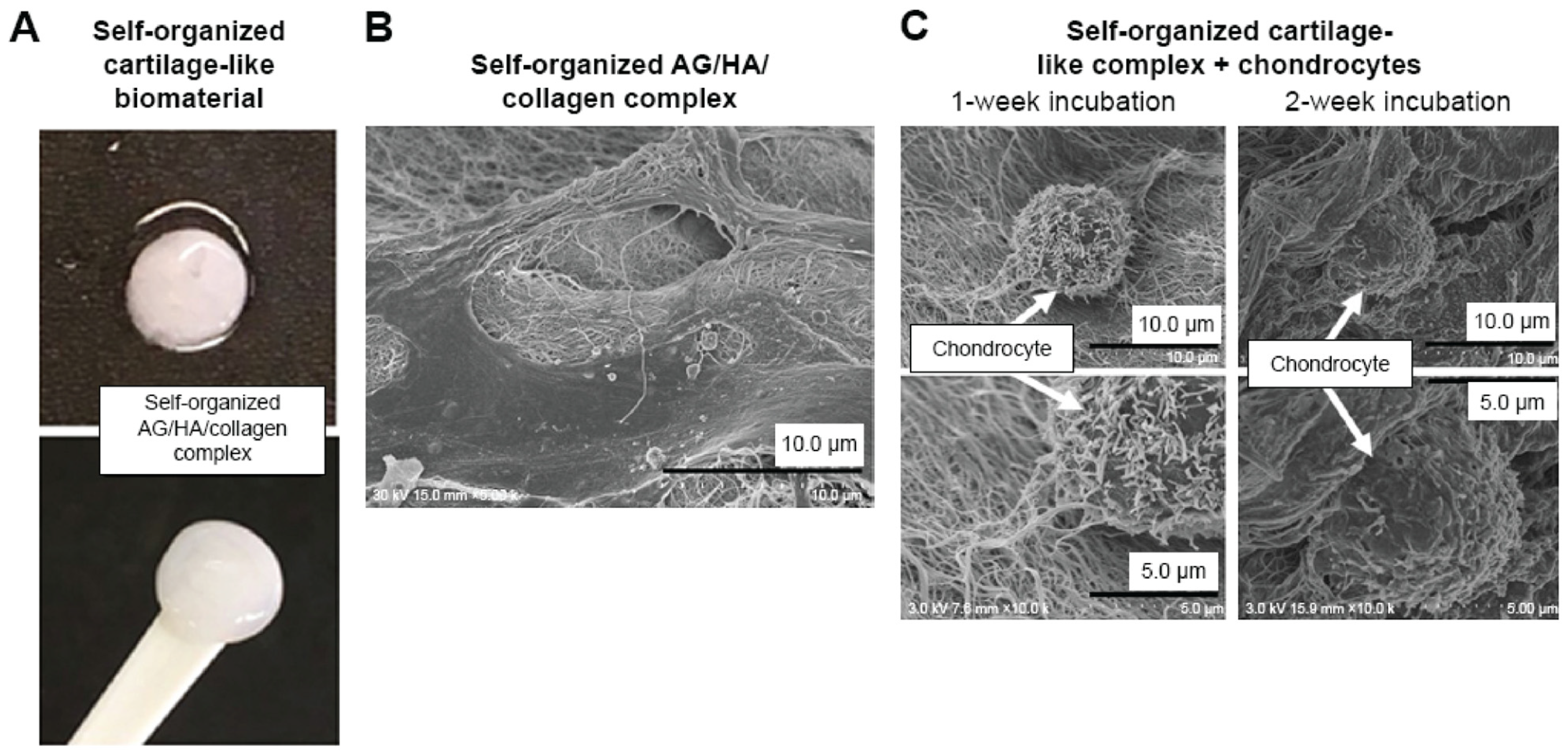 Inorganics 12 00292 g006