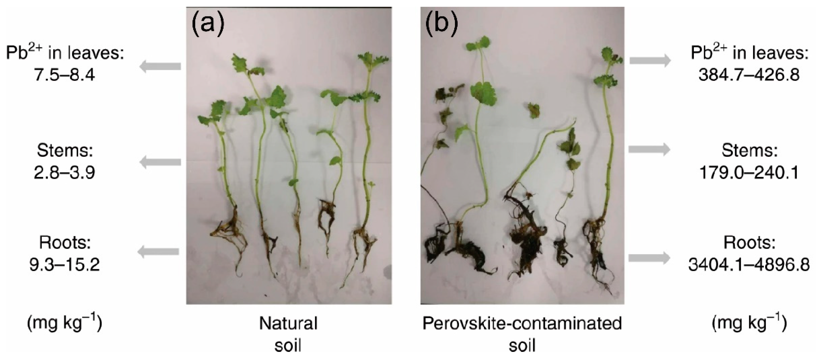 Inorganics 13 00055 g002