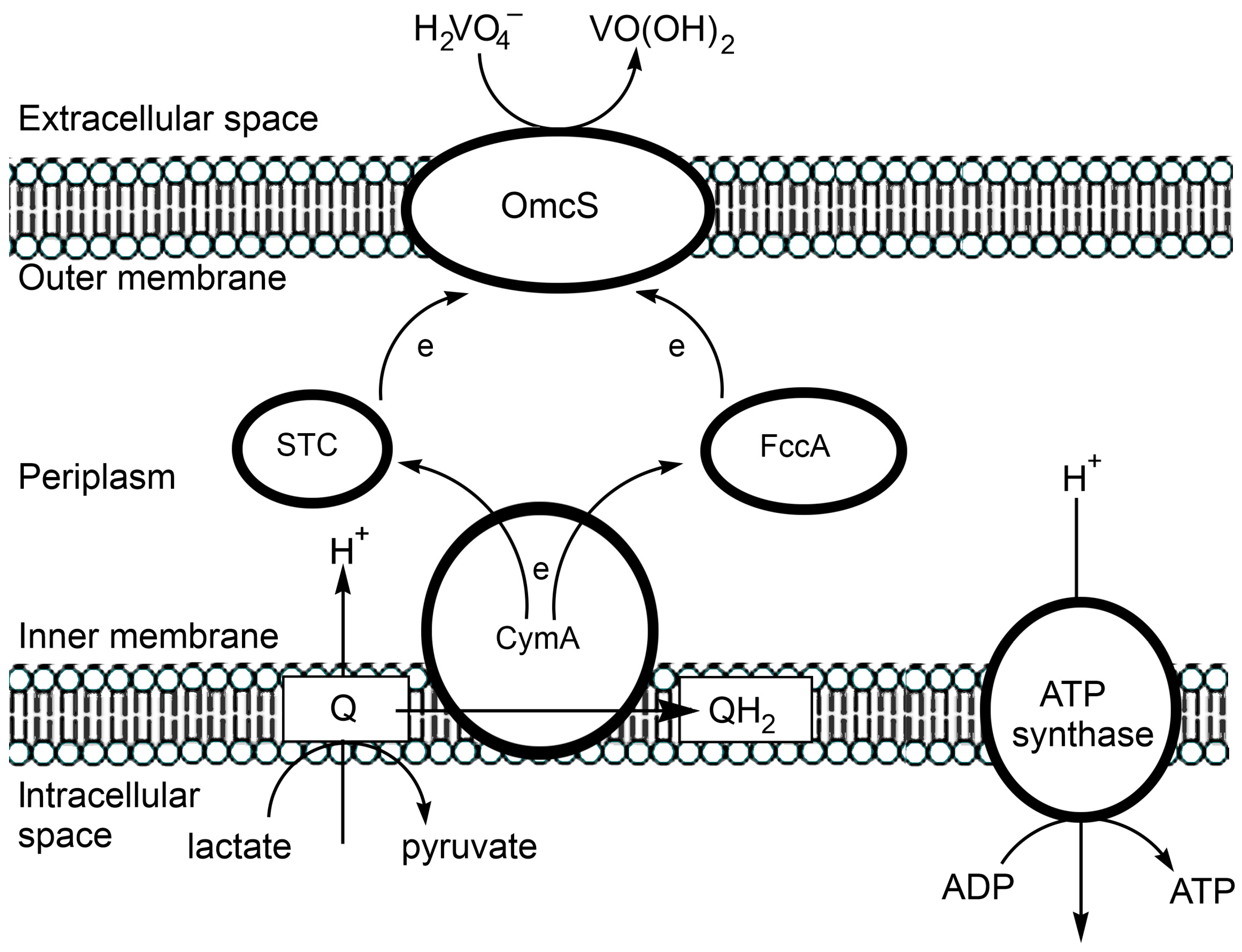 Inorganics 13 00137 g003 Inorganics 13 00137 g003
