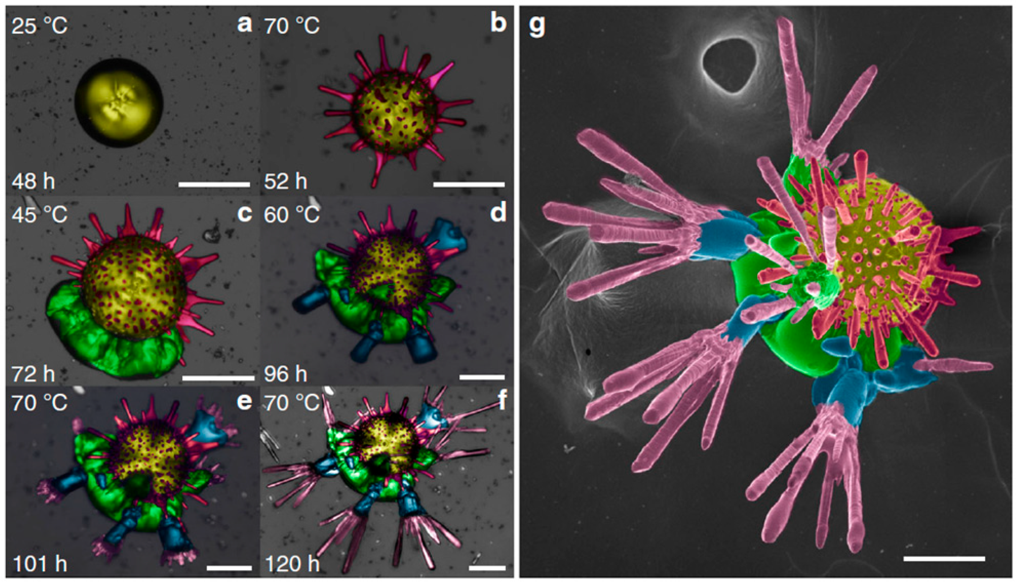 Inorganics 13 00321 g010