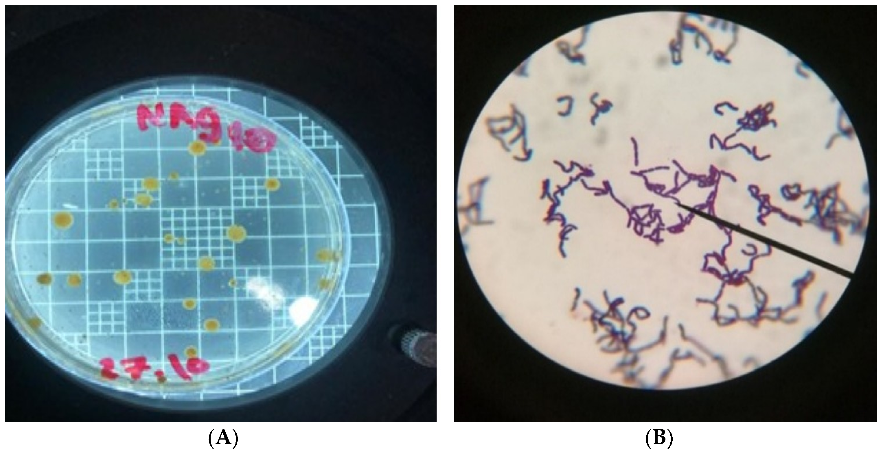 Inorganics 13 00342 g001