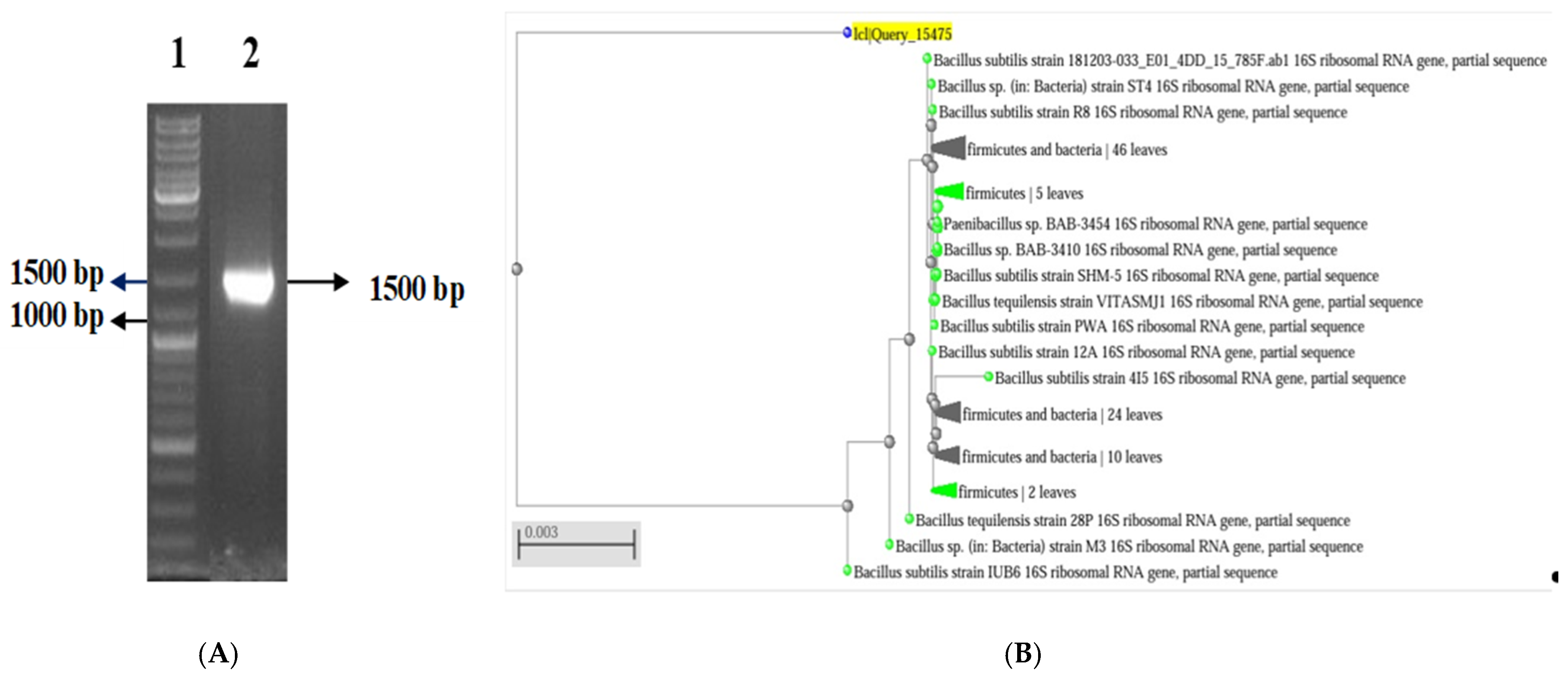 Inorganics 13 00342 g002
