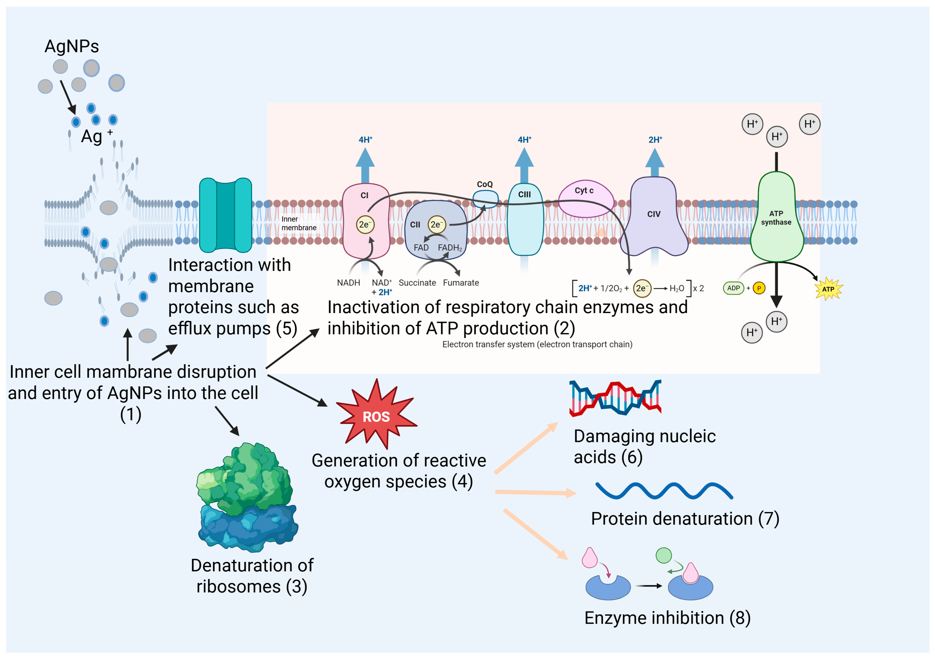 Role of Silver Nanoparticles in Wound Healing: Mechanisms