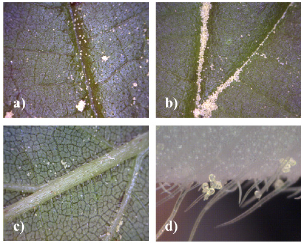 Insects 02 00012f4 1024