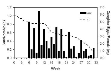 Bed Bug Population Growth Chart