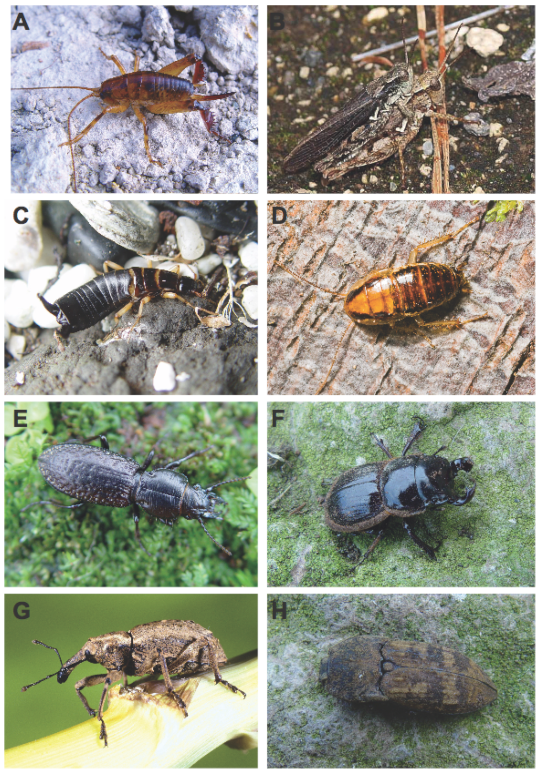 Insects 02 00369f2 1024