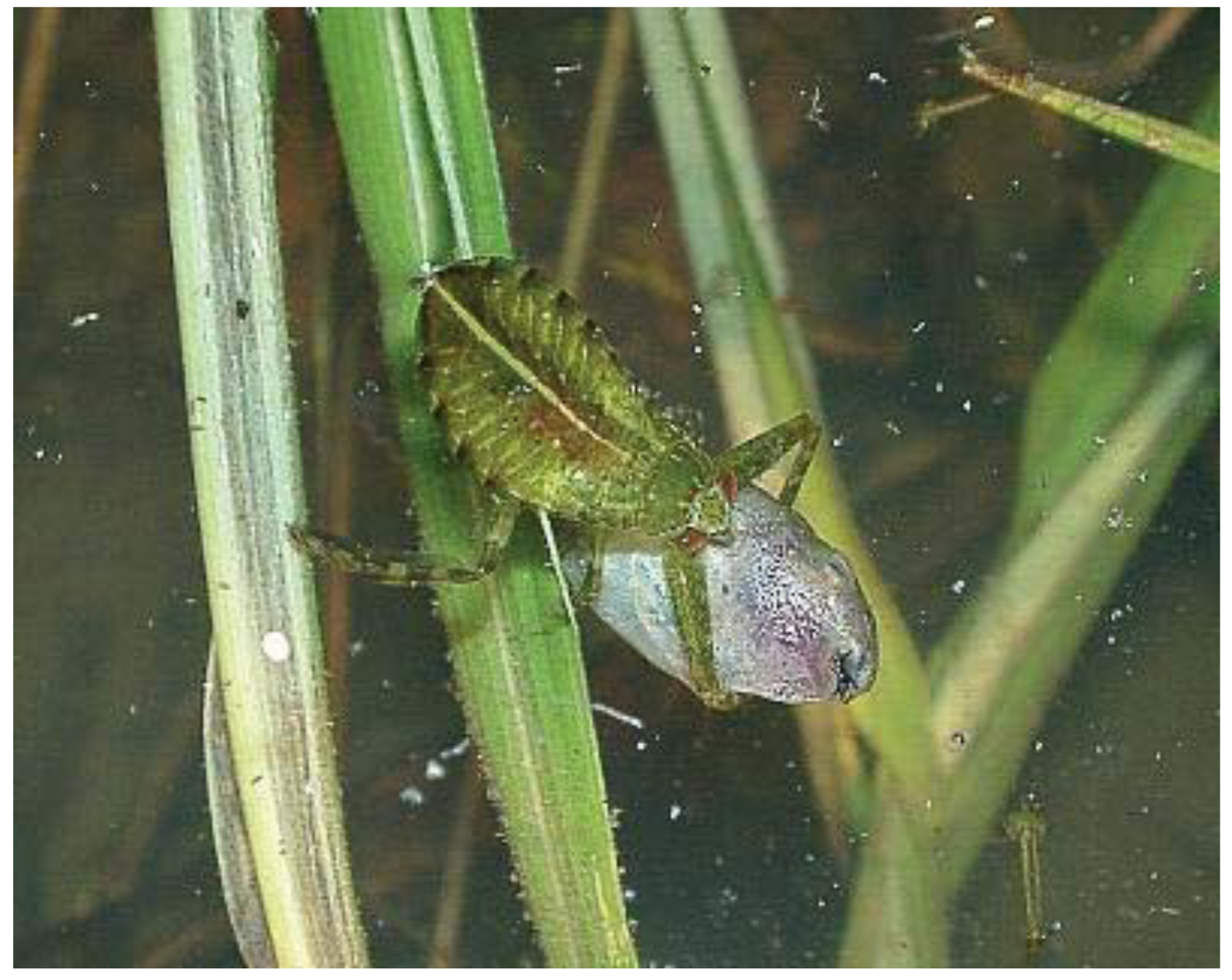 Insects 02 00435f1 1024