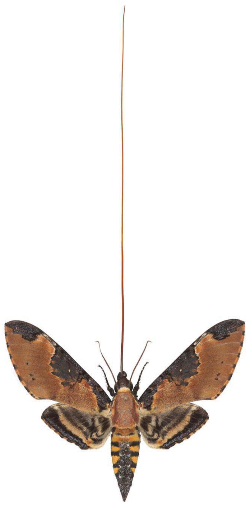 Insects 02 00564f10 1024