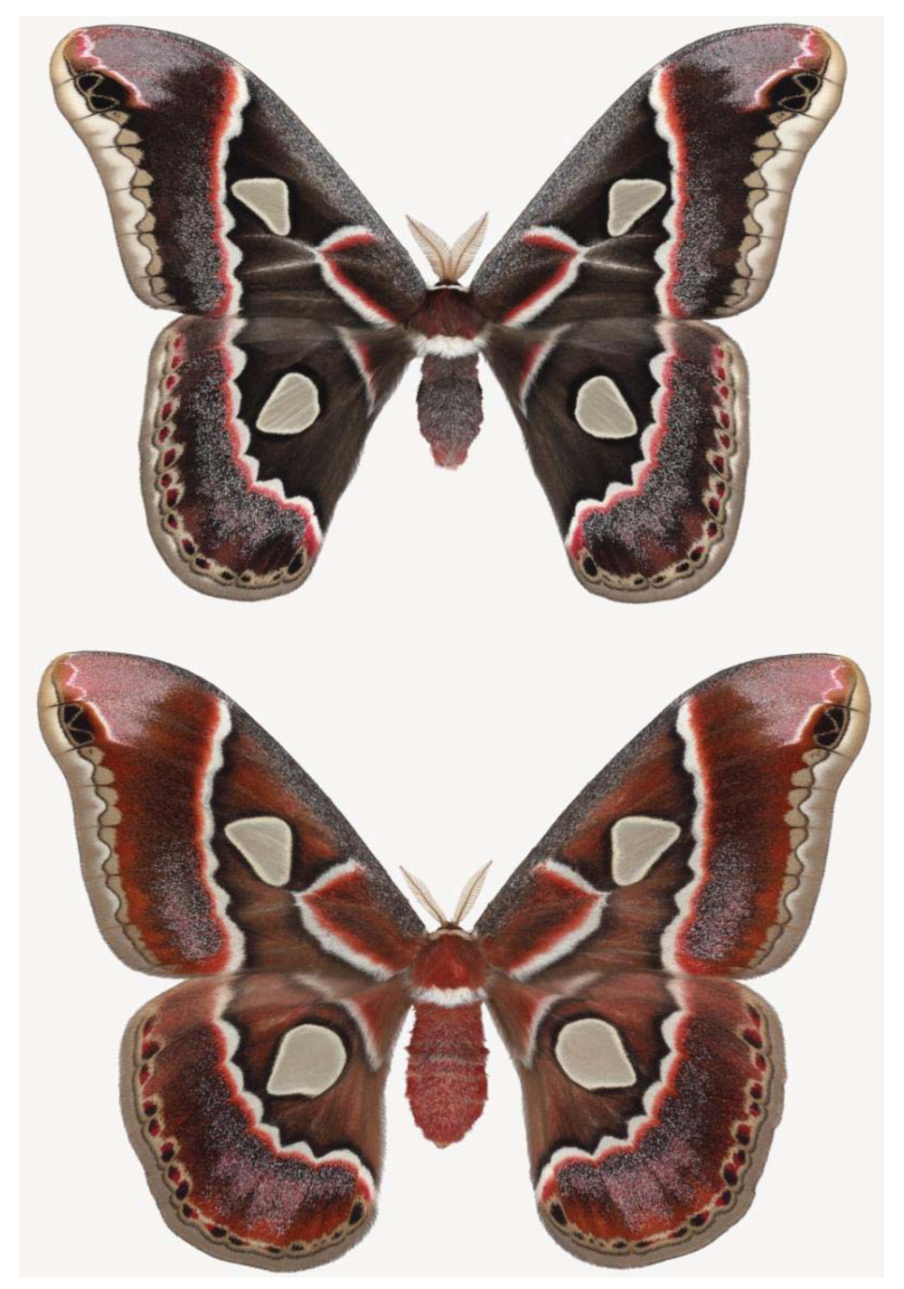 Insects 02 00564f7 1024