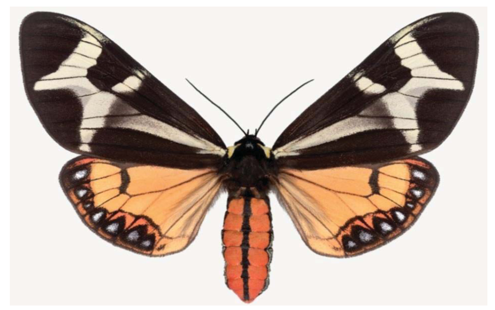 Insects 02 00564f8 1024