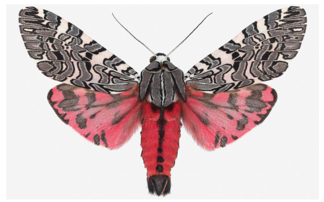 Insects 02 00564f9 1024