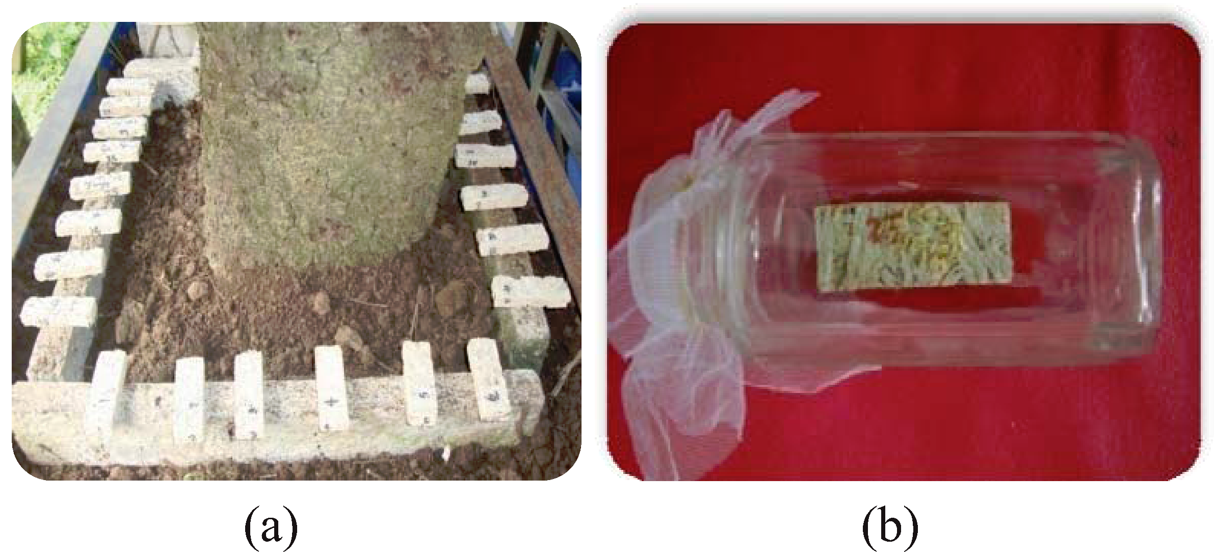 Insects 03 00018 g001