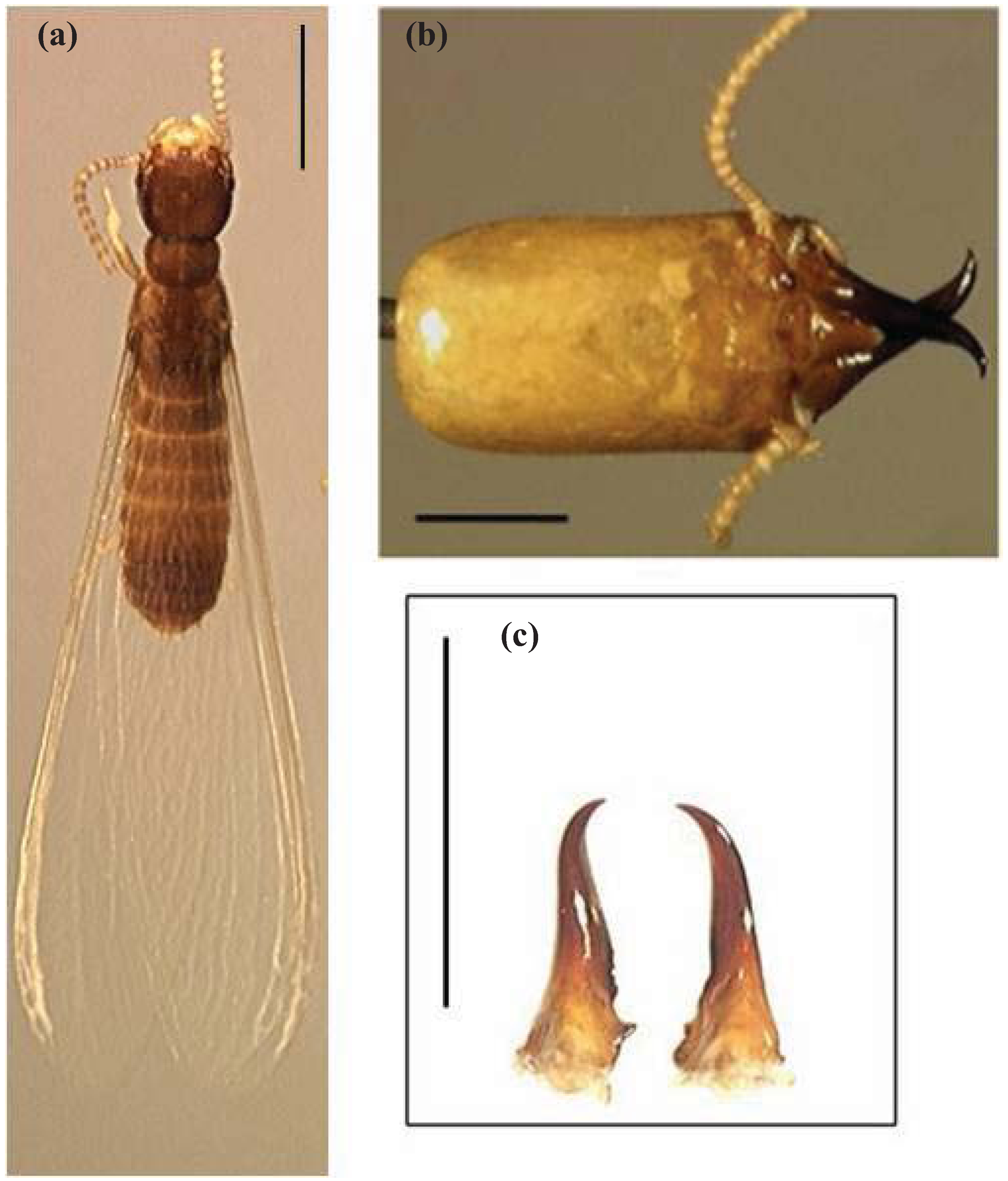 Insects 03 00062 g008 1024