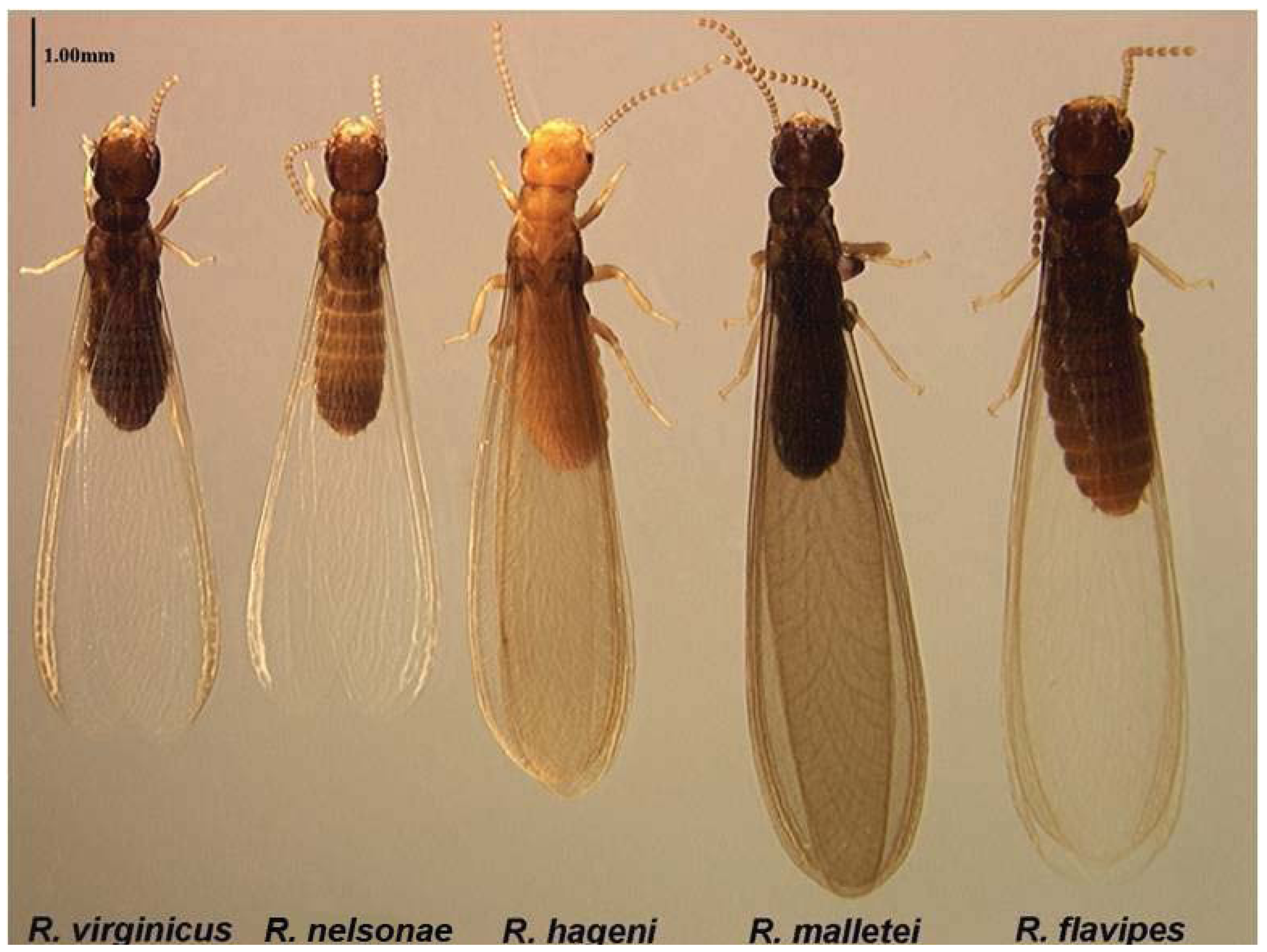 Insects 03 00062 g010 1024