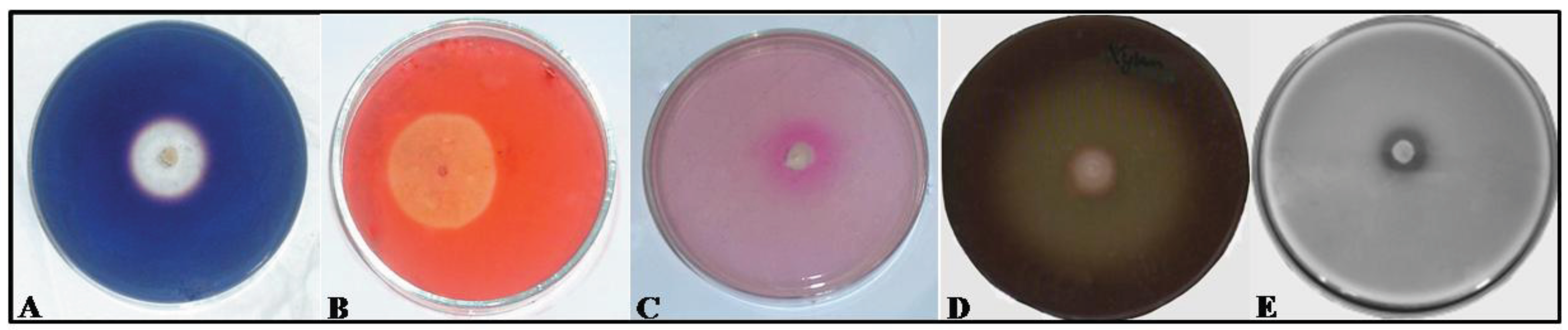 Insects 03 00228 g002