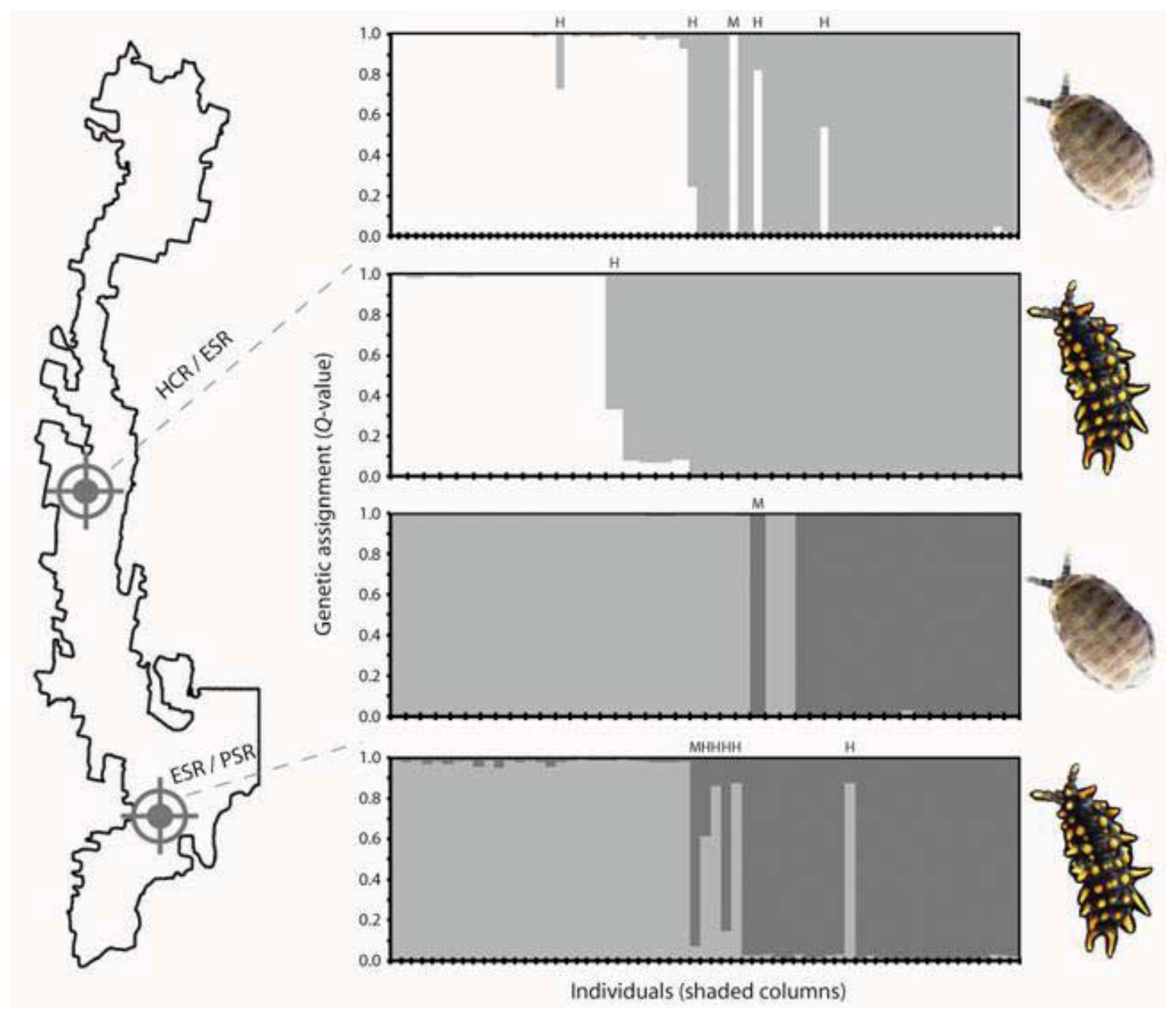 Insects Free Full Text Phylogeography Of Saproxylic And Forest Floor Invertebrates From Tallaganda South Eastern Australia Html