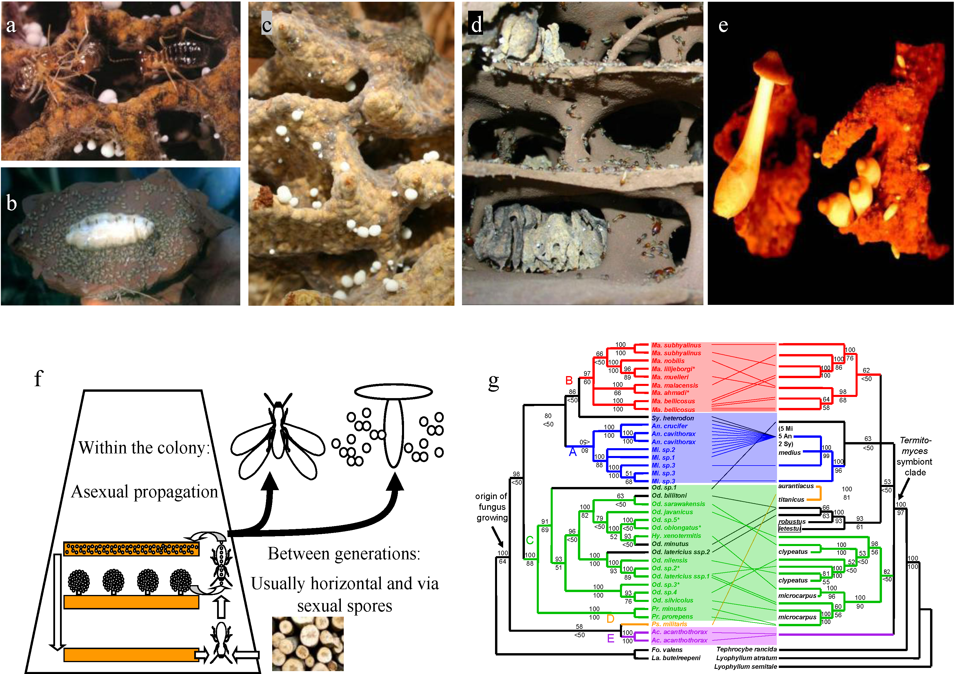 Insects 03 00307 g001 1024