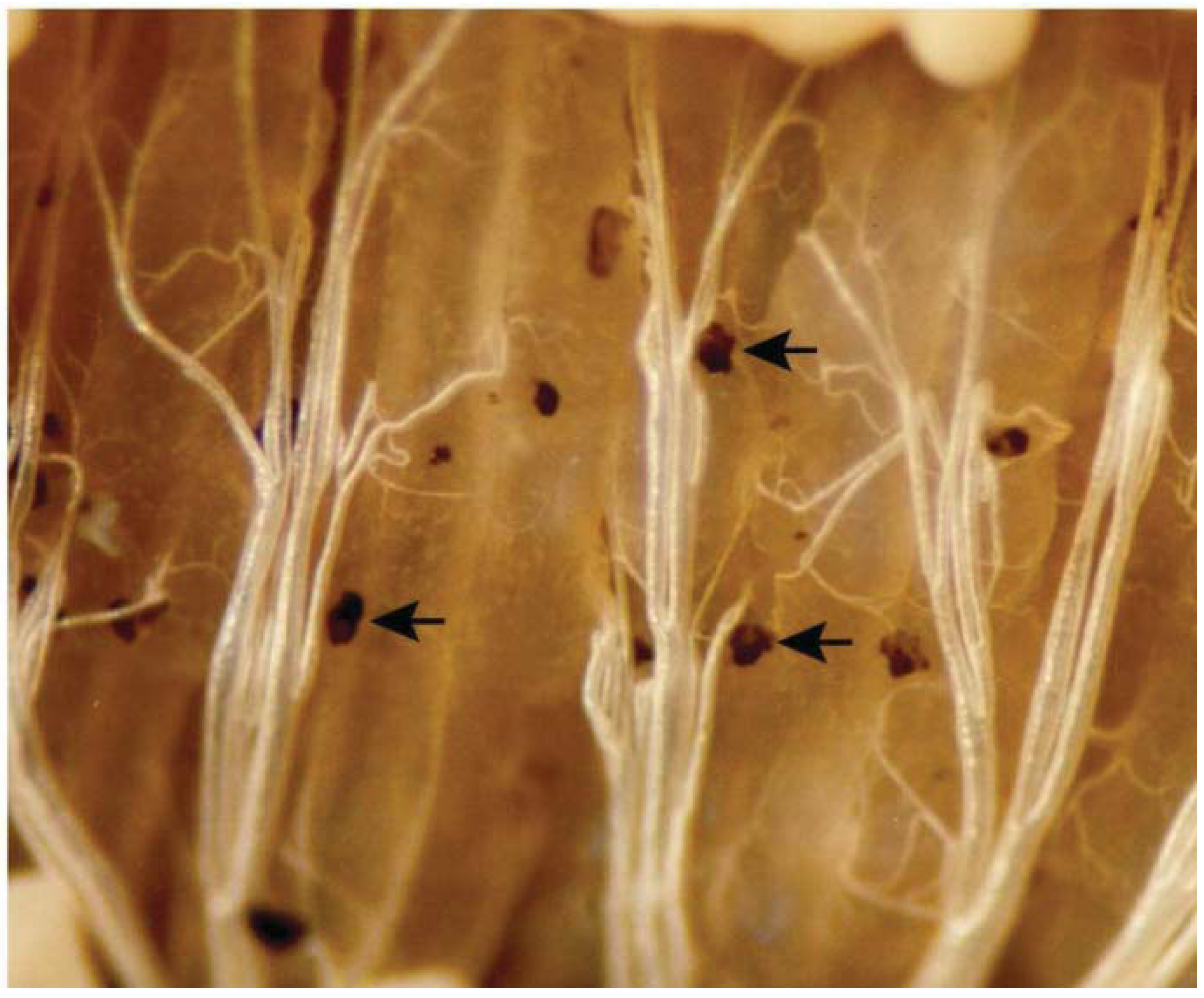 Insects 03 00492 g002 1024