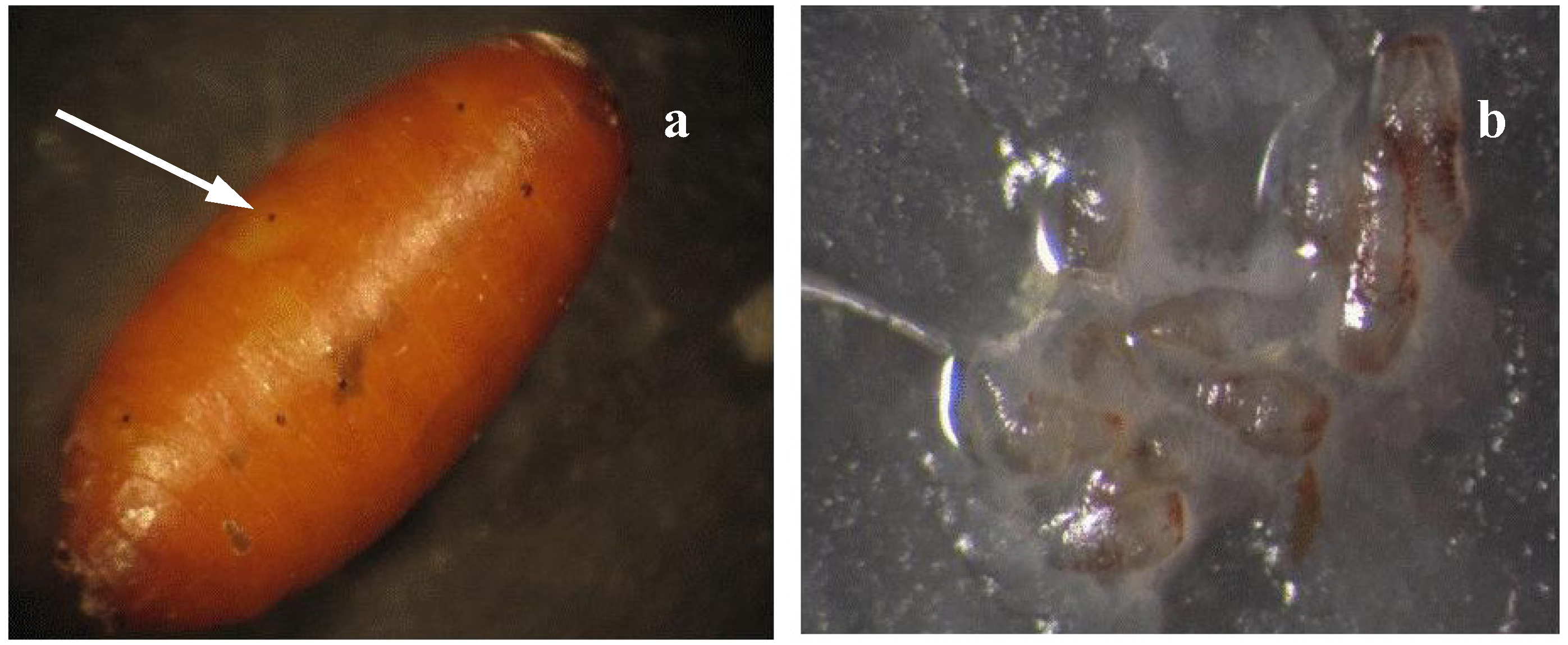 Insects 03 00900 g001 1024