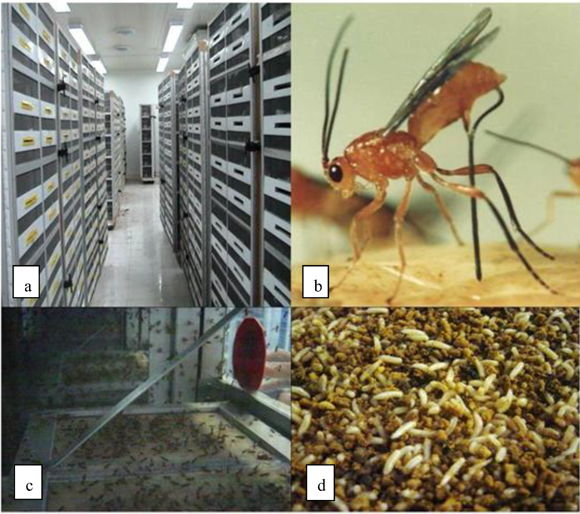 Insects 03 01105 g001